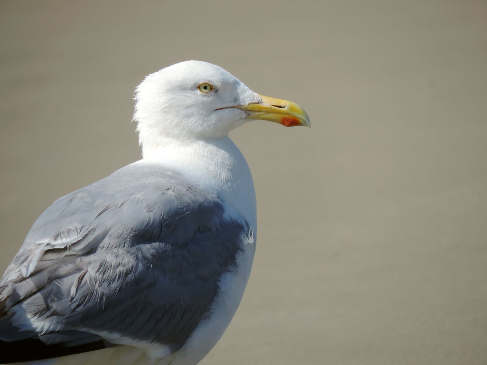 Nikon Coolpix P520 sample photo. Seagull, bird, herring gull photography