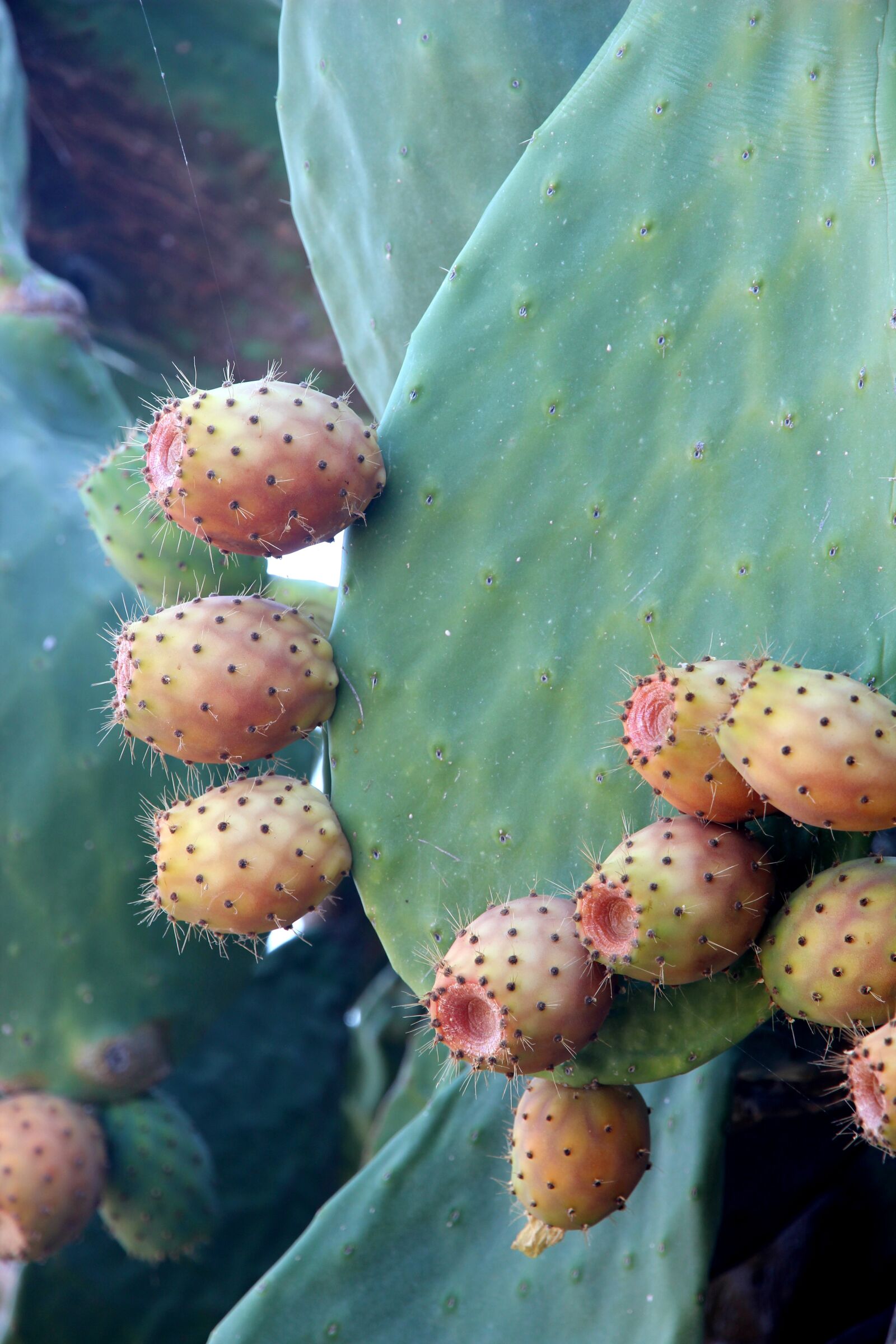 Canon EOS 600D (Rebel EOS T3i / EOS Kiss X5) sample photo. Cactus, prickly pear, plant photography