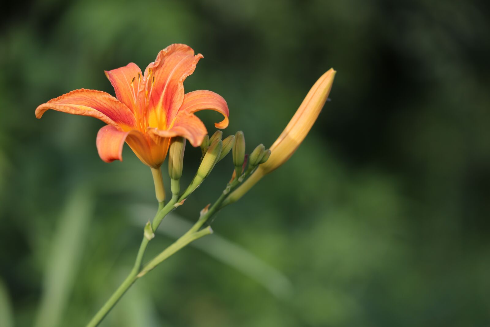 Canon EF 70-300 F4-5.6 IS II USM sample photo. Day lily, wild lily photography