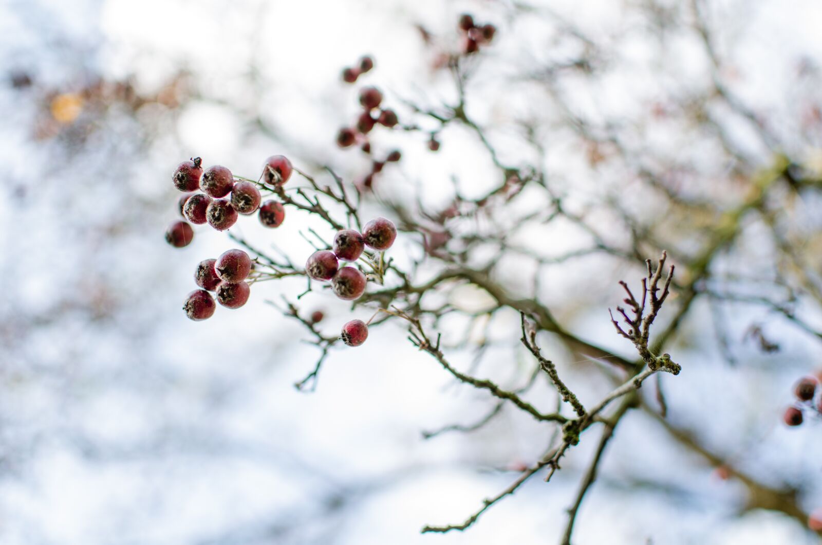 Nikon D5100 sample photo. Winter, park, mojemiasto photography