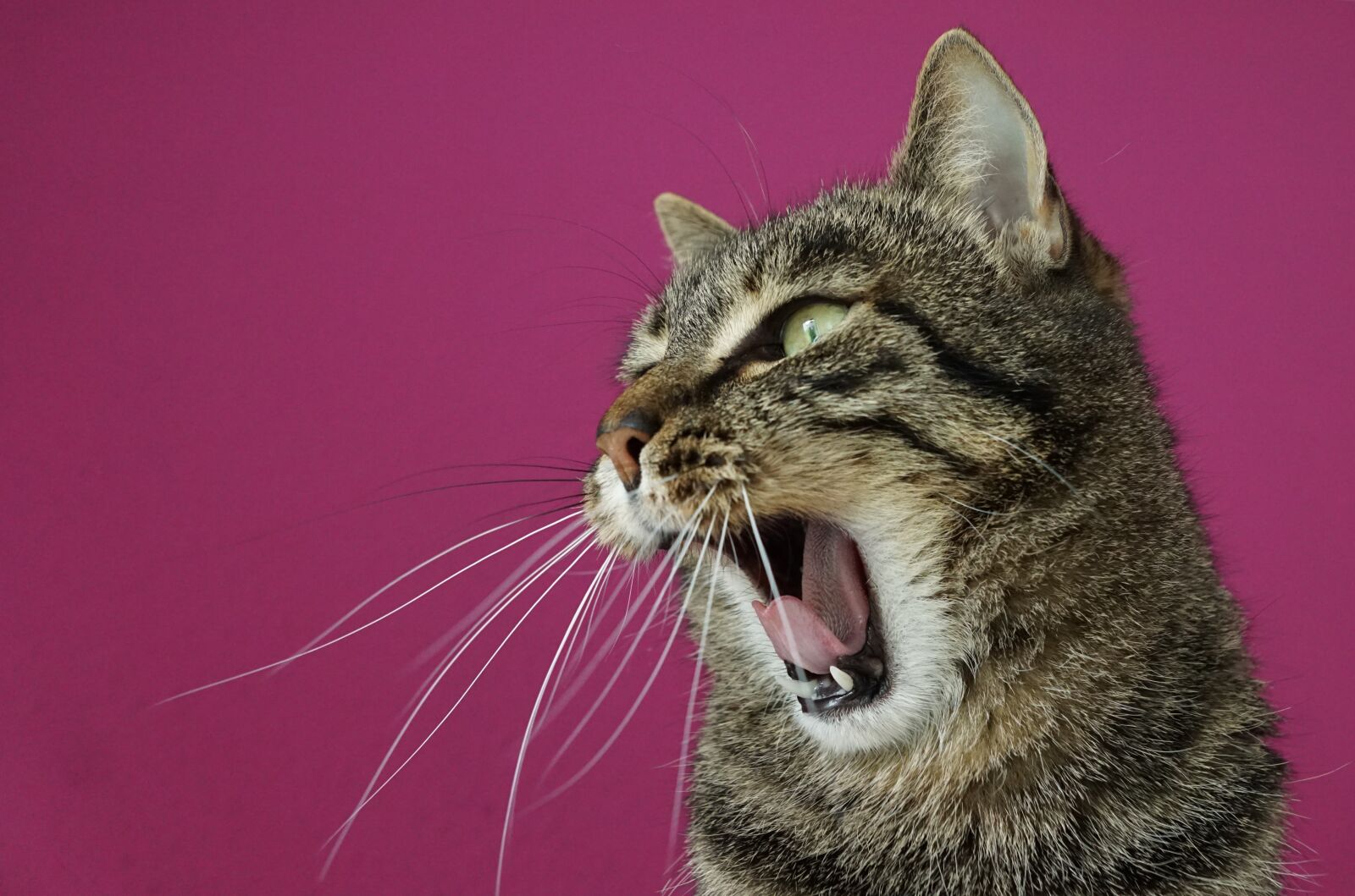 Sony ILCA-77M2 + Sony DT 16-50mm F2.8 SSM sample photo. Cat, tiger, tigerle photography