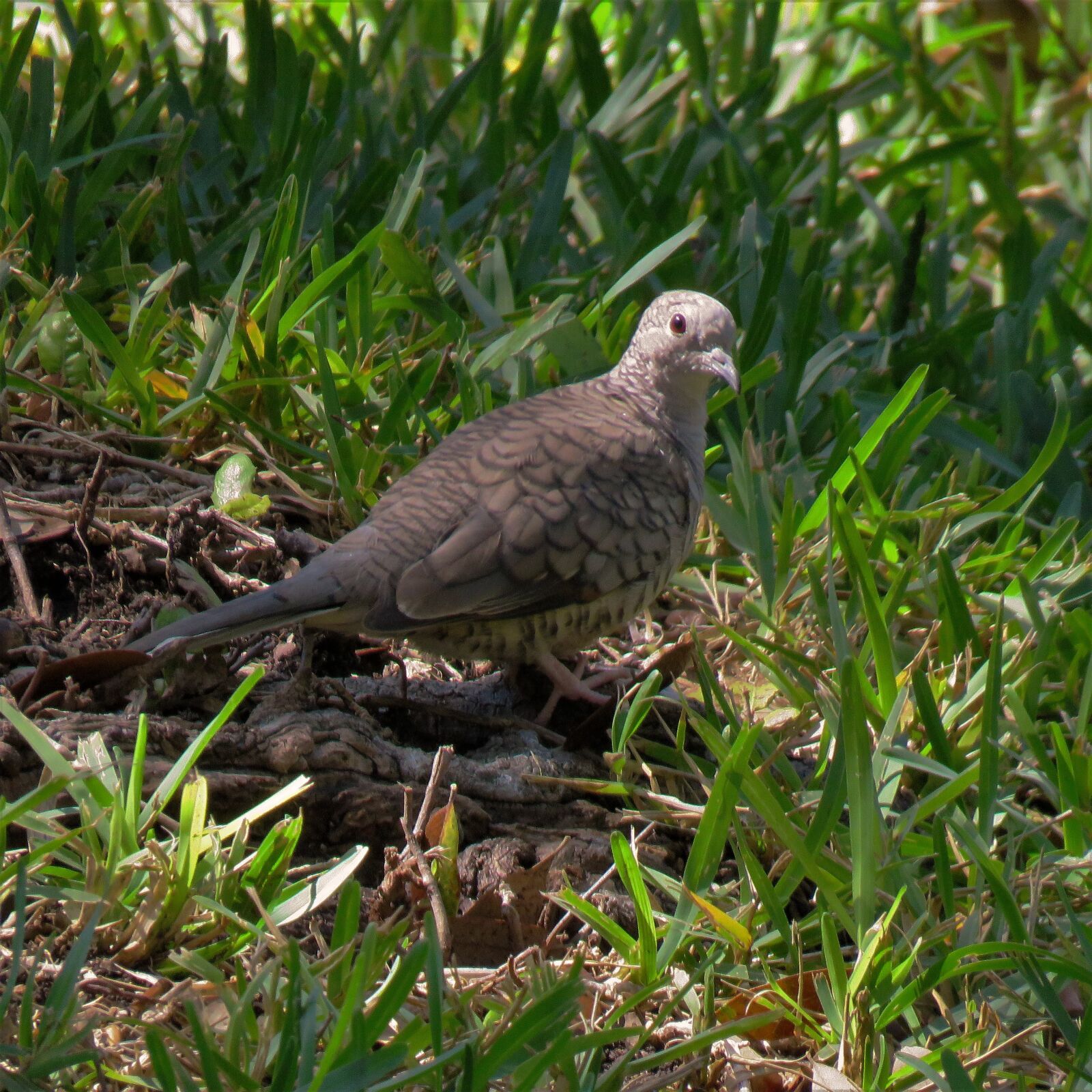 Canon PowerShot SX60 HS sample photo. Bird, gray, green grass photography