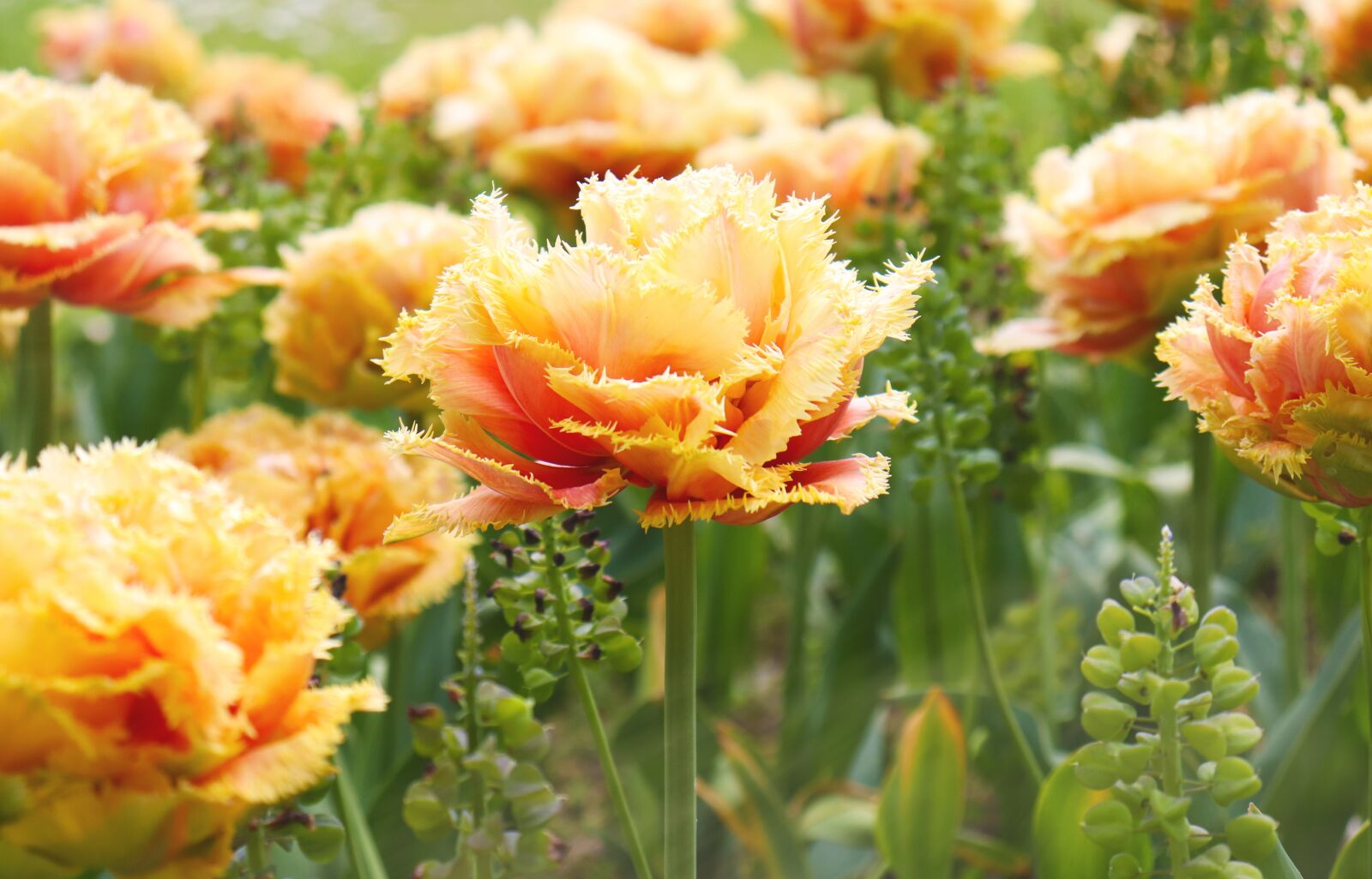 Canon EOS 77D (EOS 9000D / EOS 770D) sample photo. Fringed peony tulip, fringed photography