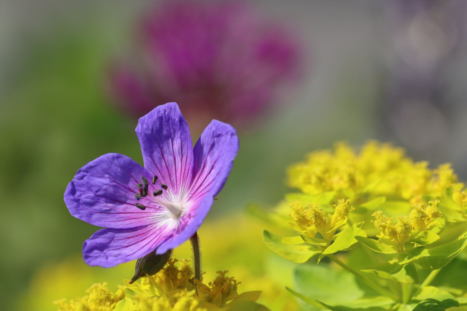 Canon EF 180mm F3.5L Macro USM sample photo. Flowers, shrub, blossom photography