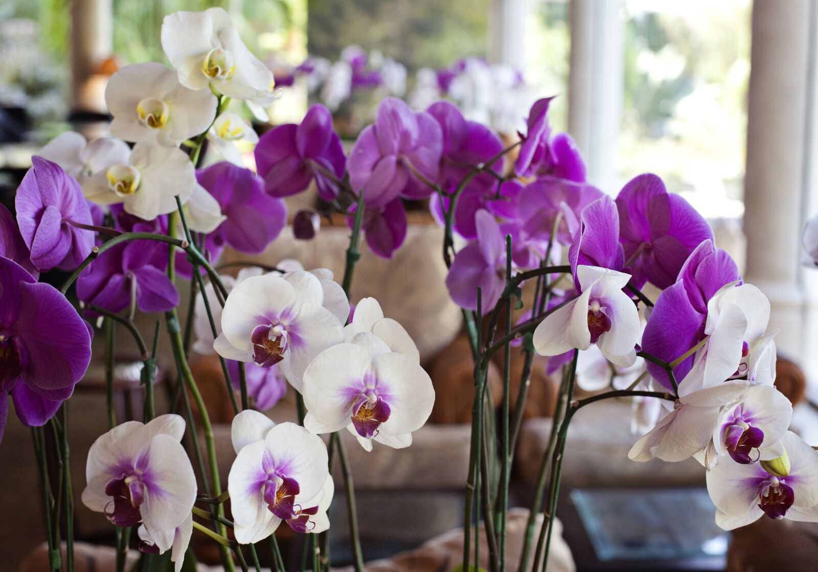 Canon EOS 5D Mark II sample photo. Floral, orchids, resort photography