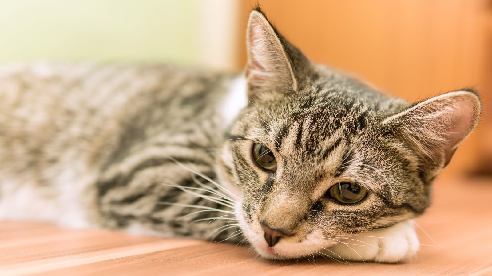 30mm F1.4 DC DN | Contemporary 016 sample photo. Cat, small, lying photography