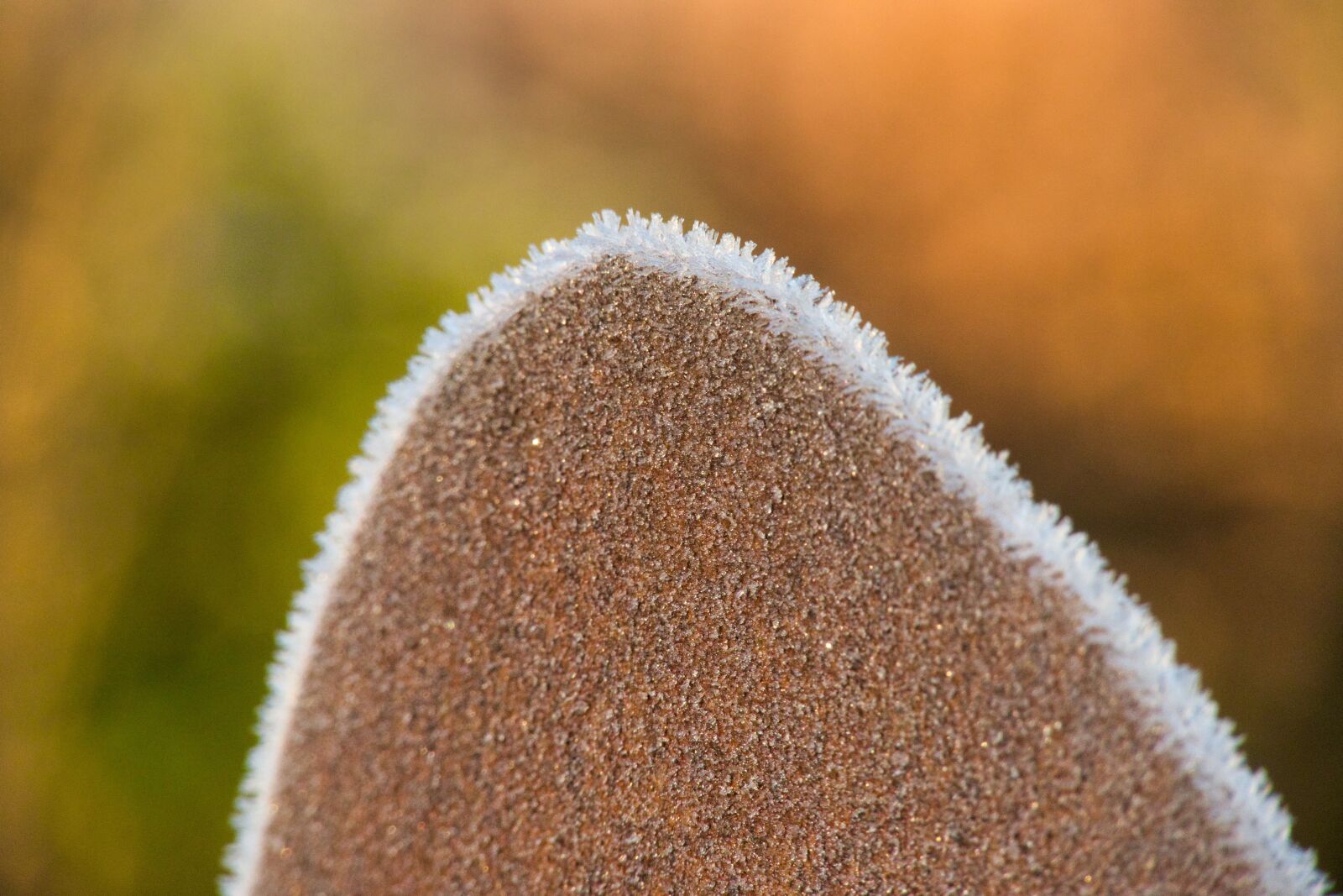 Canon PowerShot G3 X sample photo. Rust, heart, hoarfrost photography