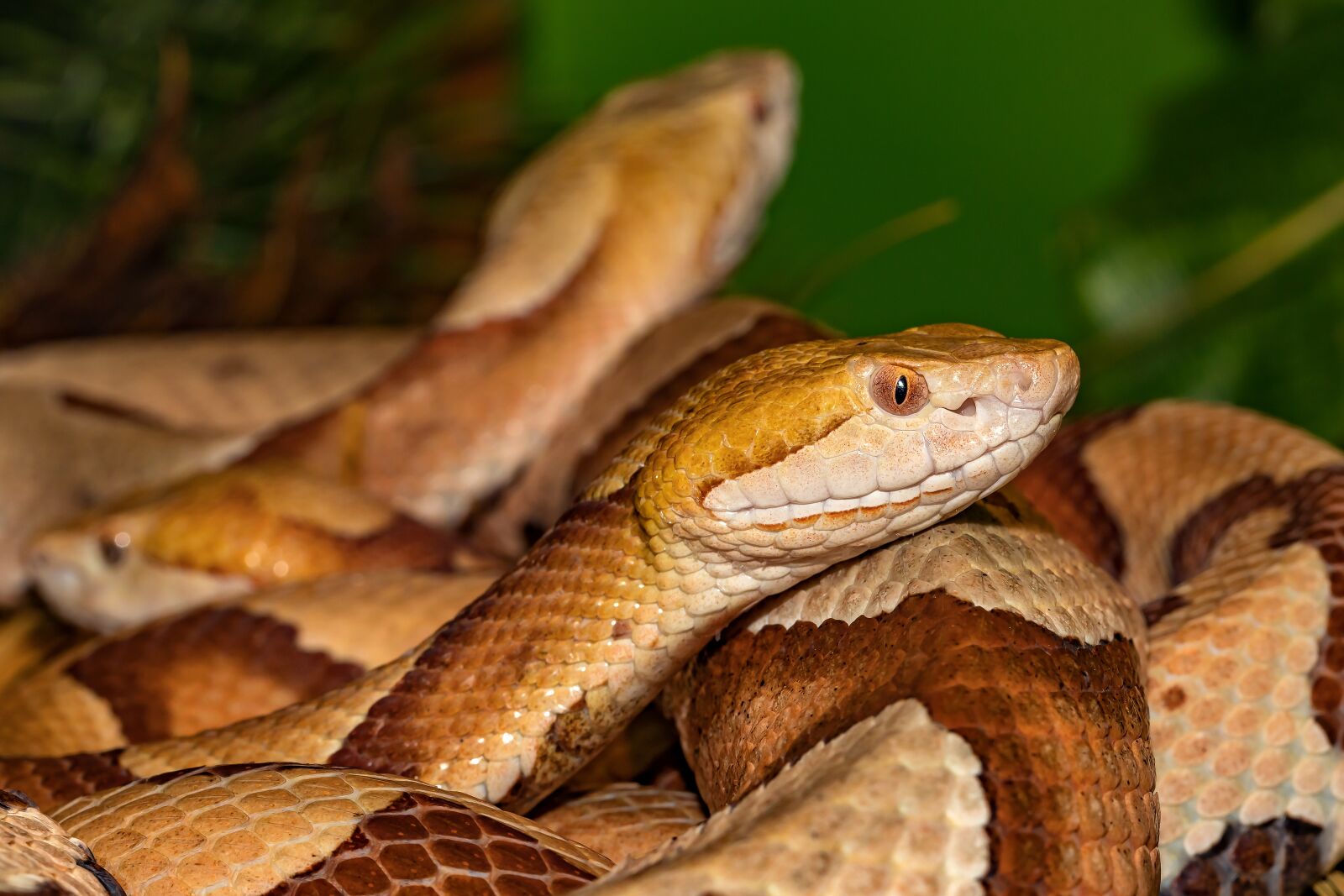 Canon EOS 5D Mark IV sample photo. Snake, venomous snake, copper photography