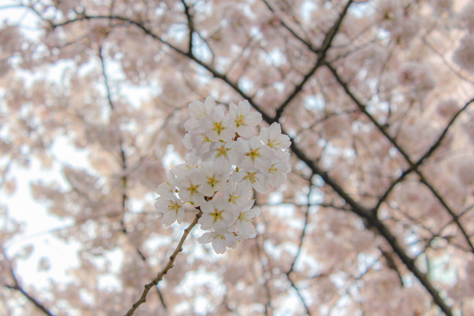 Canon EF-S 18-55mm F3.5-5.6 IS sample photo. Cherry blossom, spring, pink photography