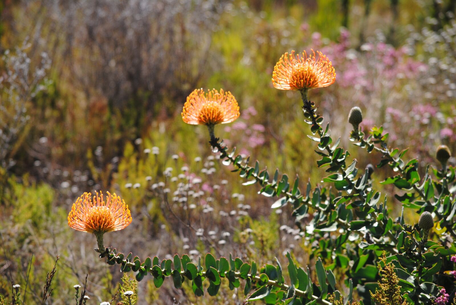 Nikon D3000 sample photo. Nature, flora, flower photography