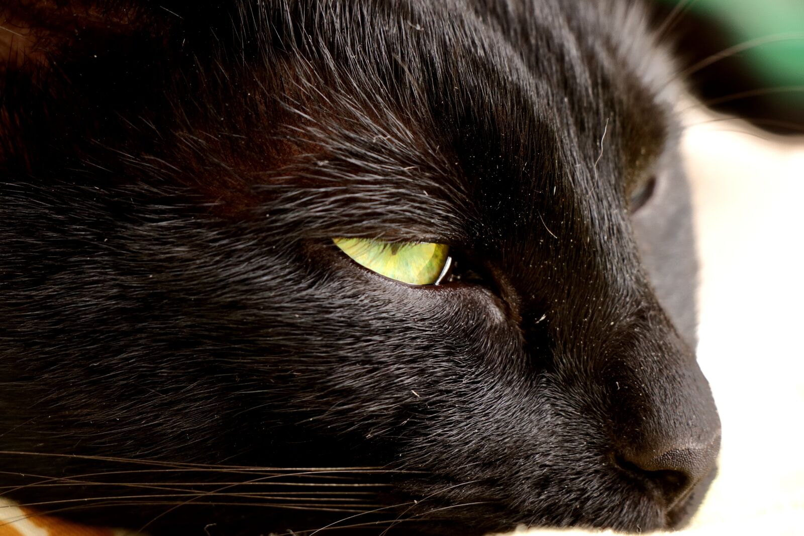 Canon EF-S 18-135mm F3.5-5.6 IS USM sample photo. Cat, domestic animal, fur photography