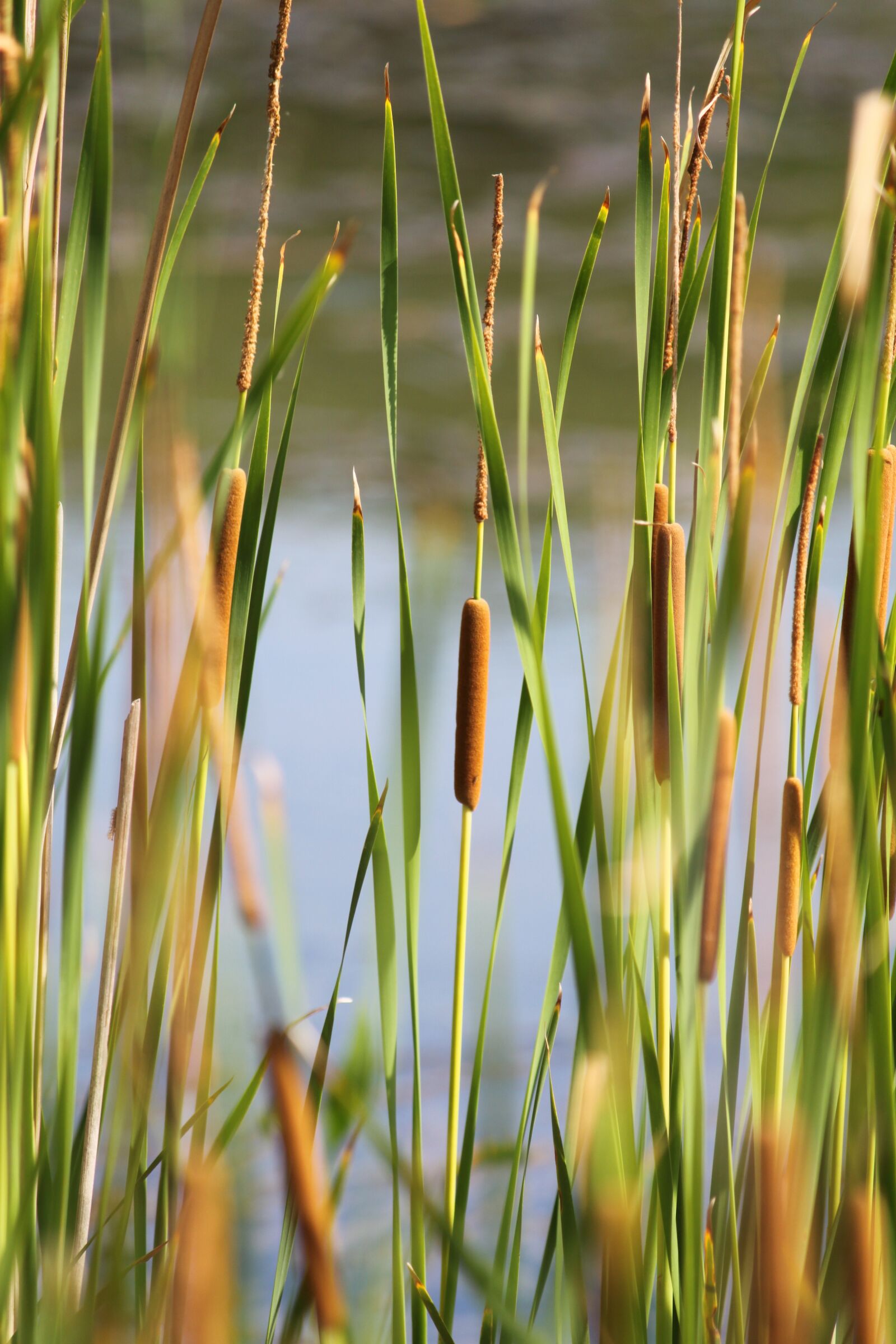 Canon EOS 500D (EOS Rebel T1i / EOS Kiss X3) sample photo. Cattail, pond, nature photography