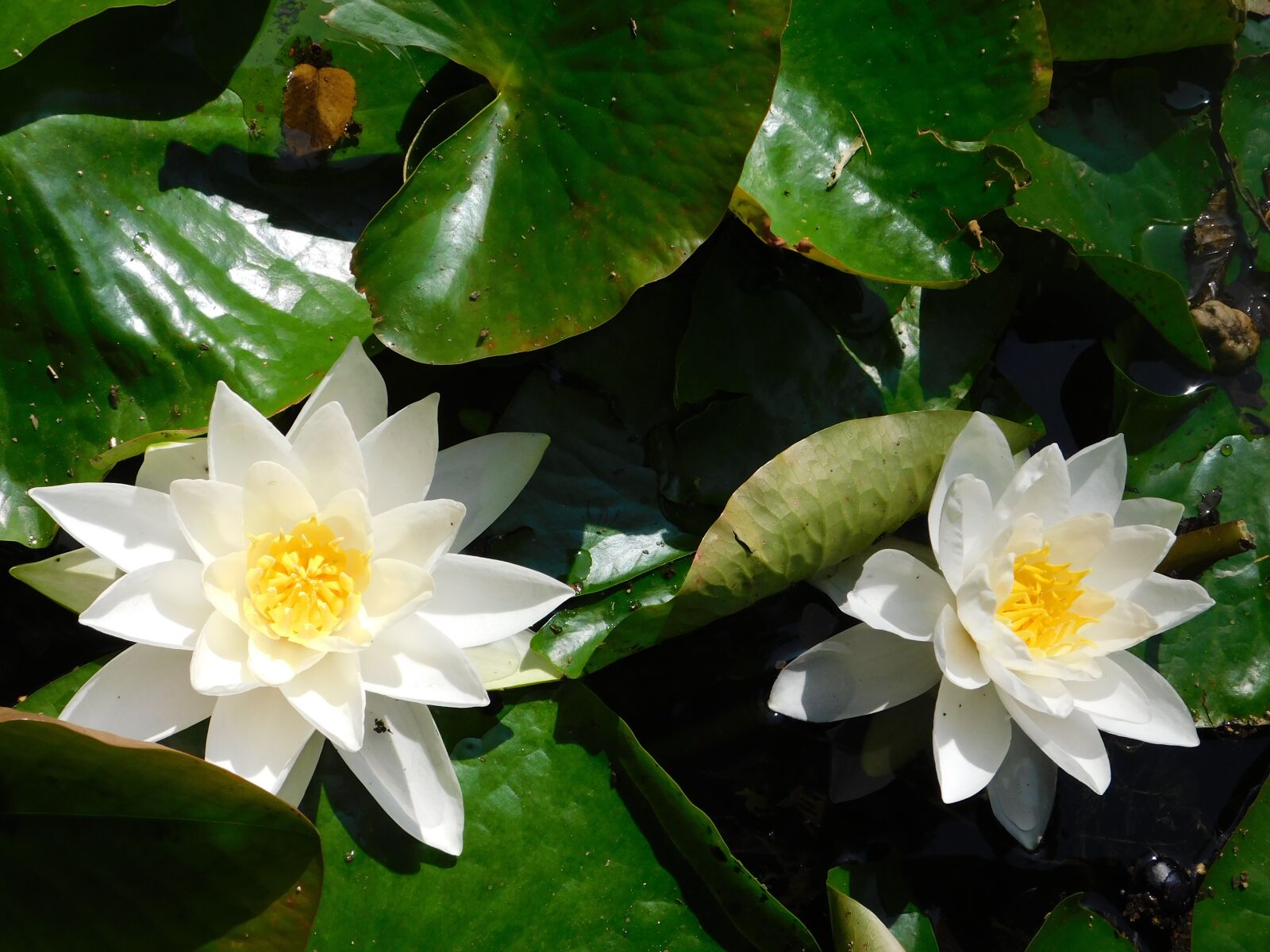 Nikon Coolpix B500 sample photo. Garden, white, garden flowers photography