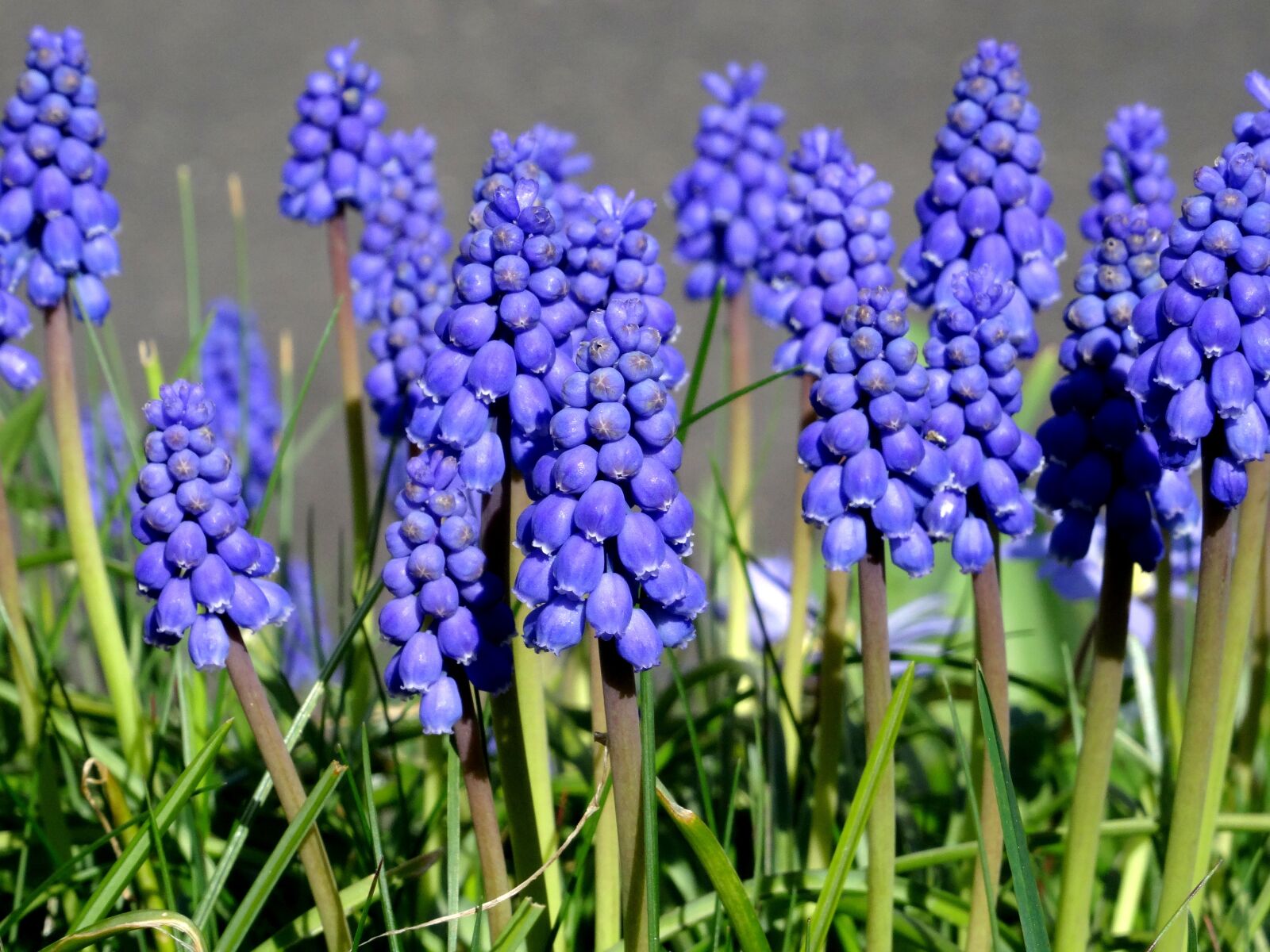 Sony DSC-HX50 sample photo. Grape hyacinth, hyacinth, spring photography