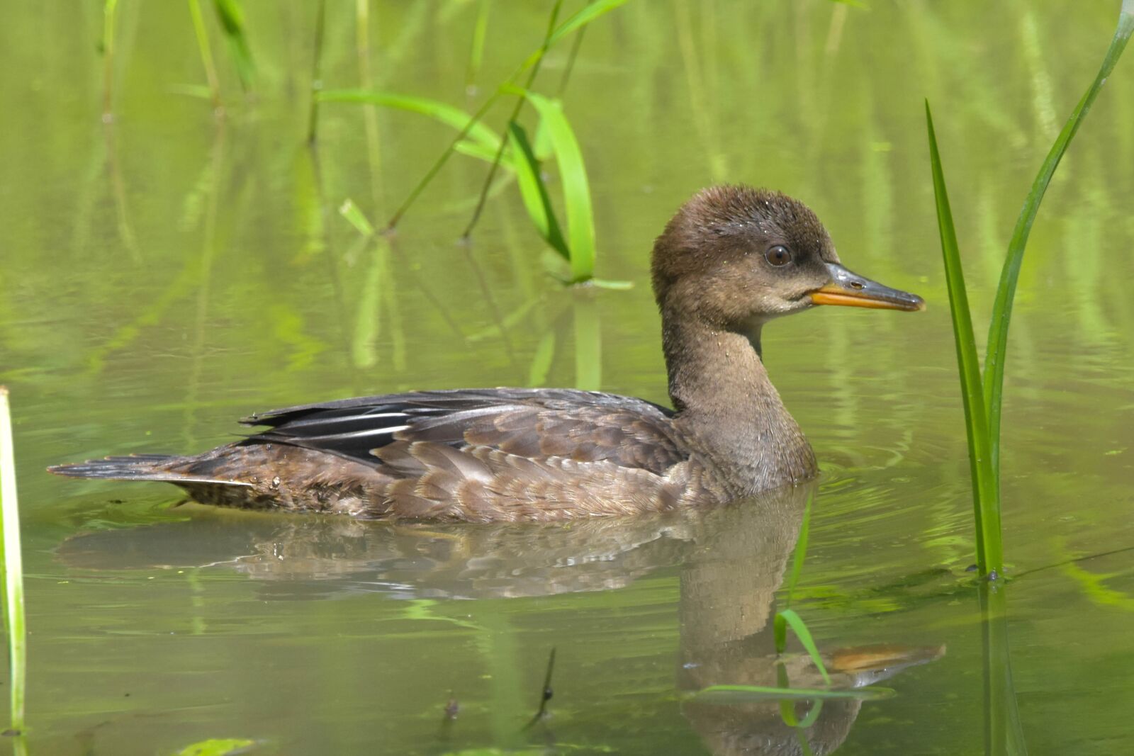 Nikon D3400 sample photo. Nature, wildlife, bird photography