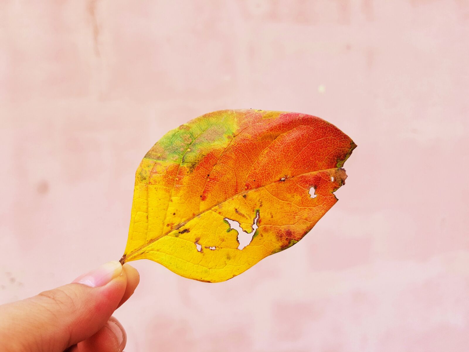 Samsung Galaxy S7 Edge sample photo. Leaf, leaves, autumn photography