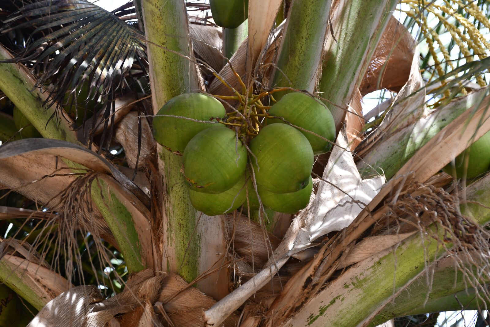Nikon D7500 sample photo. Palm, coconuts, cape verde photography