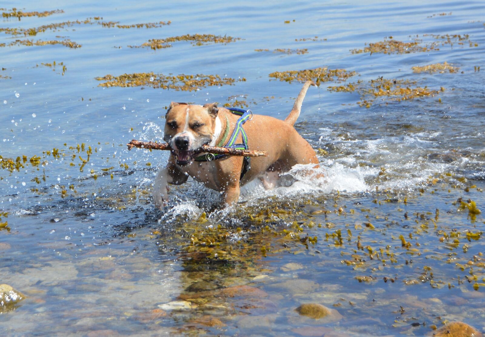 Nikon D5200 sample photo. Dog, amstaff, pitbull photography