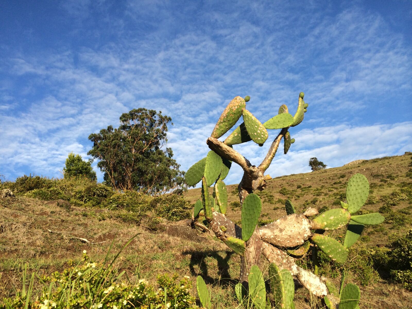 iPhone 5s back camera 4.12mm f/2.2 sample photo. Cactus, azores, sky photography
