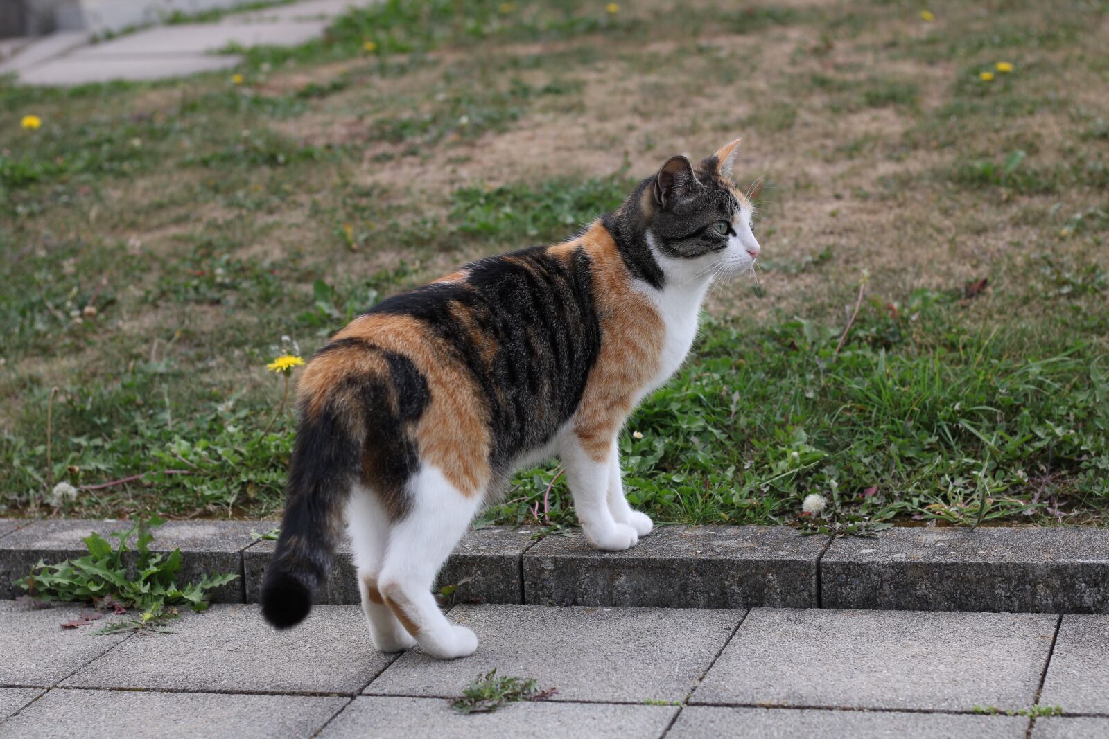 Canon EOS 2000D (EOS Rebel T7 / EOS Kiss X90 / EOS 1500D) sample photo. Cat, pet, animal photography