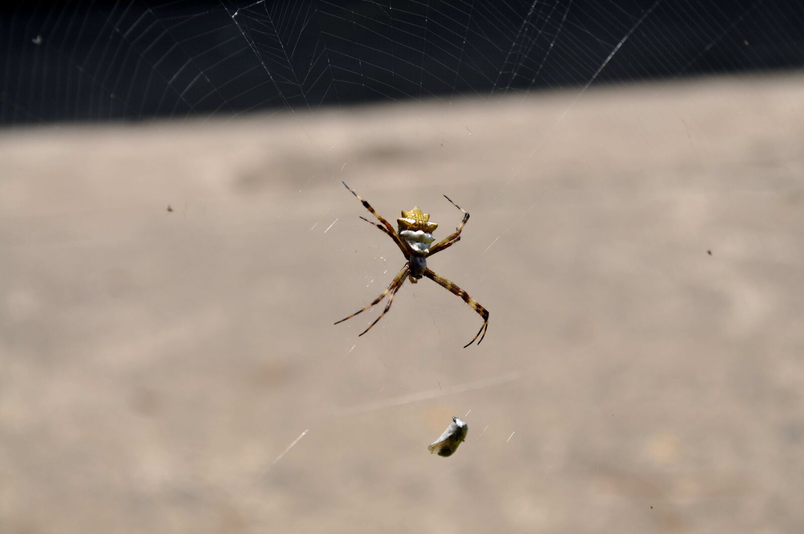 Nikon D5000 sample photo. Spider, embraced, prey, network photography
