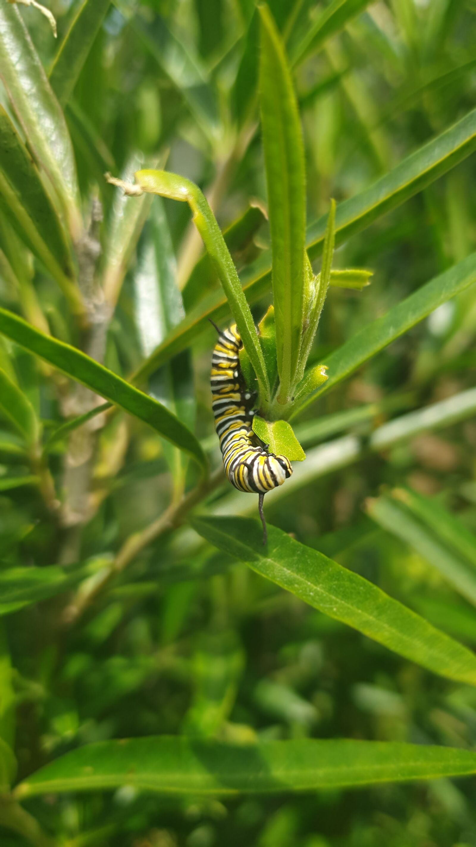 Samsung Galaxy S9 sample photo. Monarch, butterfly, caterpillar photography