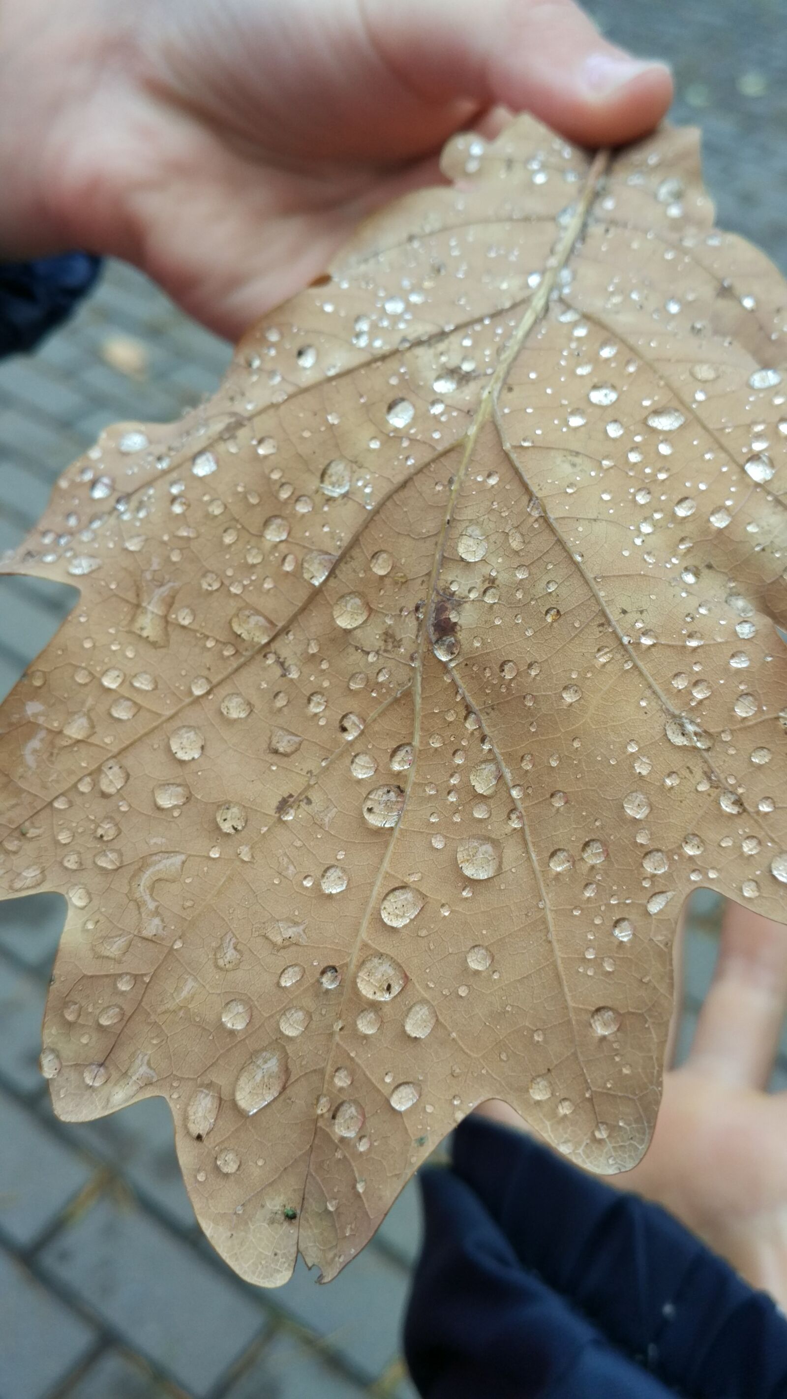 Xiaomi Mi-4c sample photo. Rain, sheet, nature photography