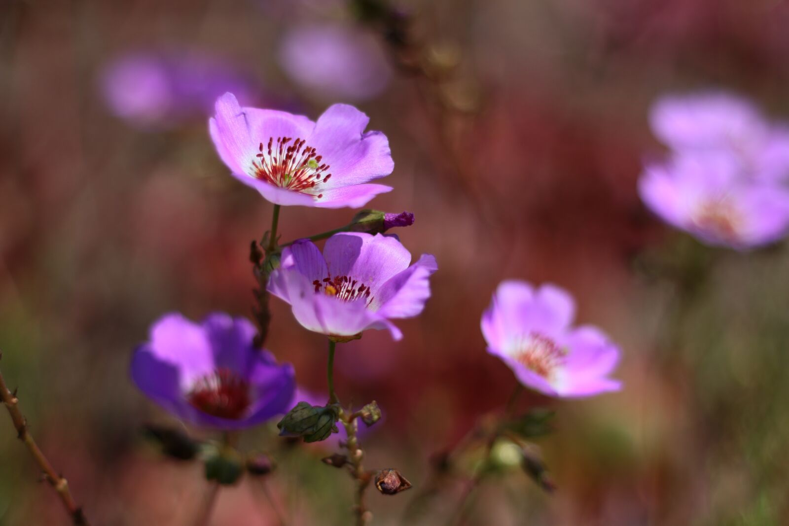 Canon EOS 70D + Canon EF 50mm F1.8 II sample photo. Flower, desert, nature photography