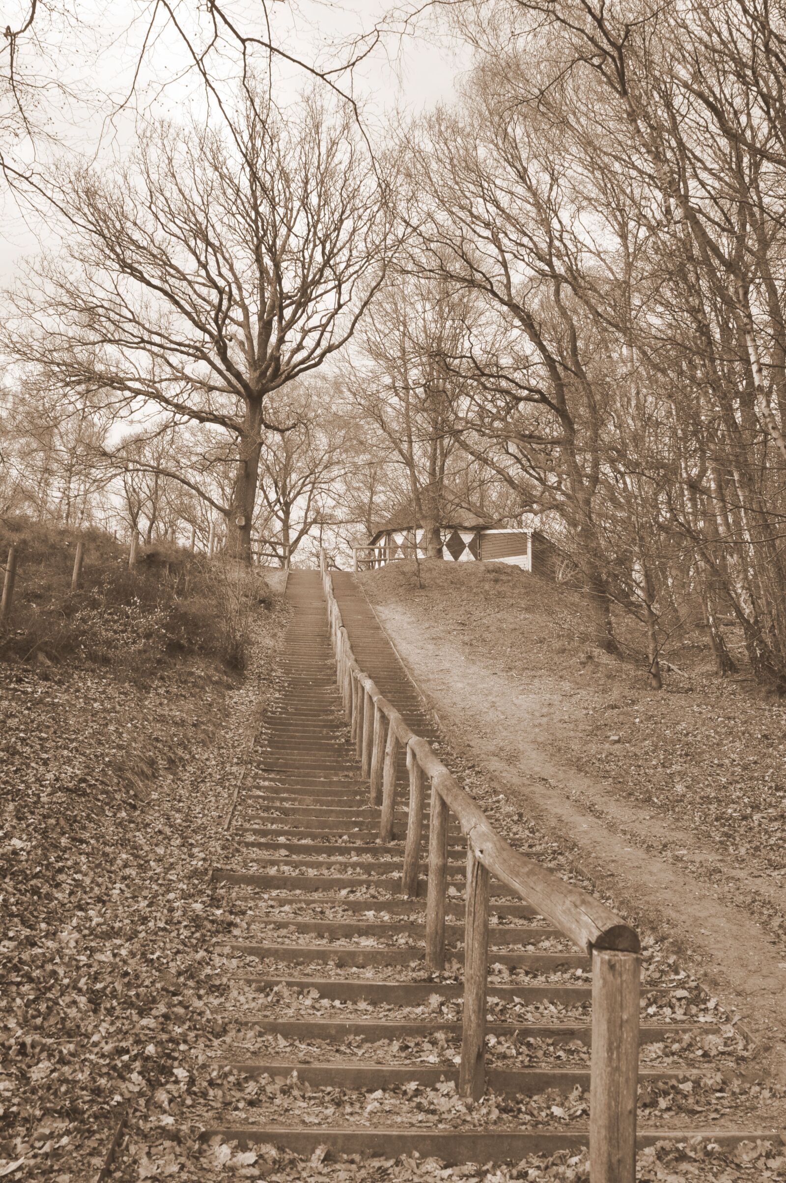 Nikon D90 sample photo. Stairs, tree, fo photography