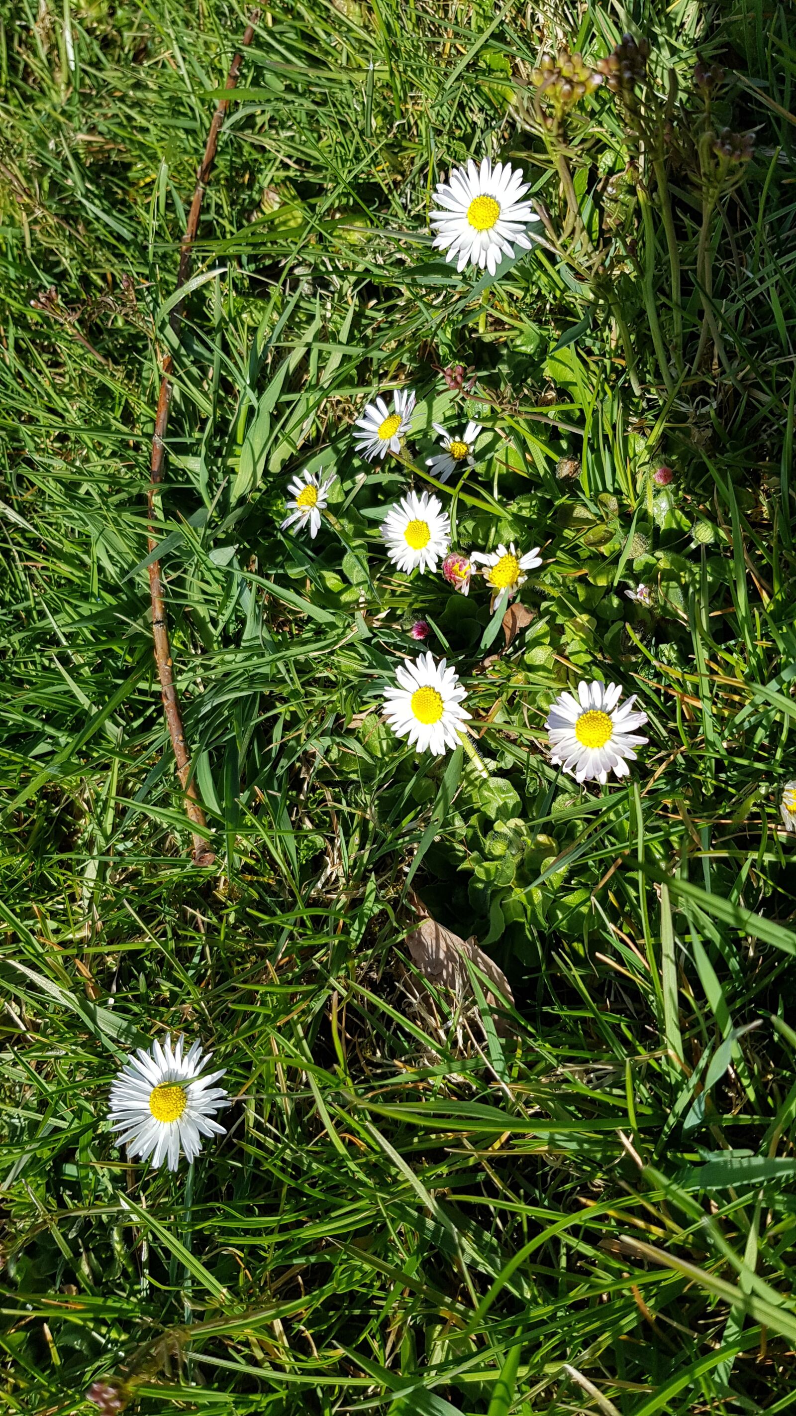 Samsung Galaxy S8 sample photo. Daisy, spring, flowers photography