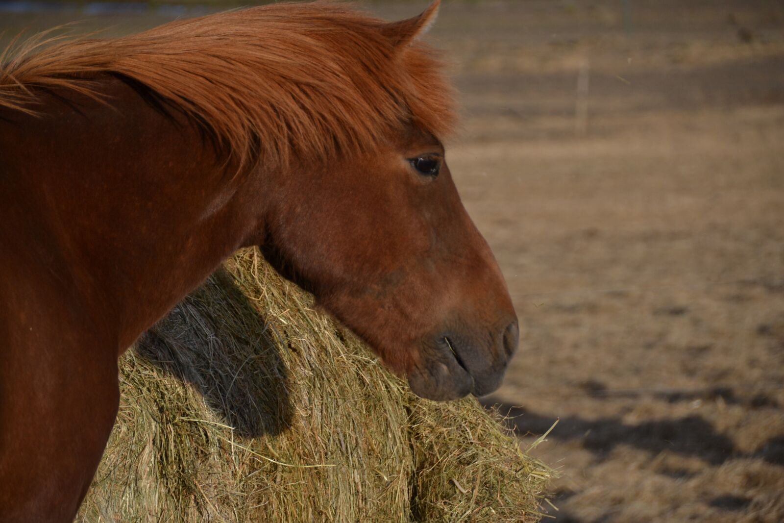 Nikon D3100 sample photo. Pony, small horse, brown photography