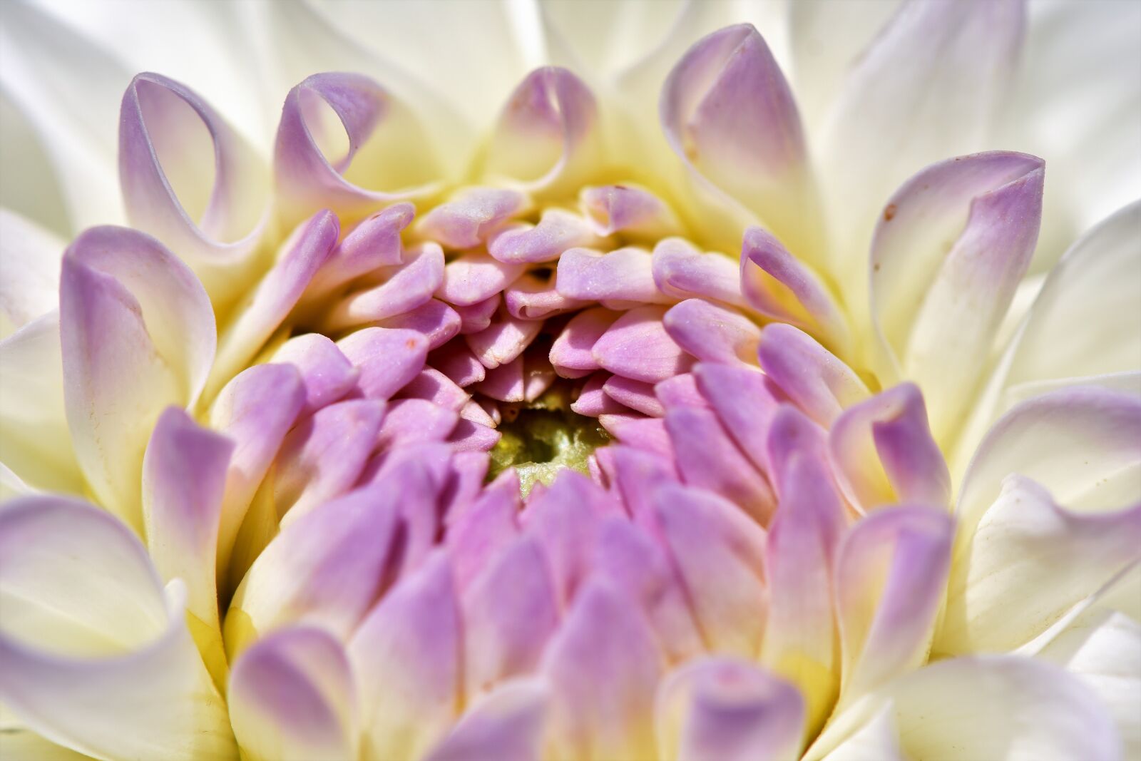 Nikon D7200 sample photo. Dahlia, dahlias bud, flower photography