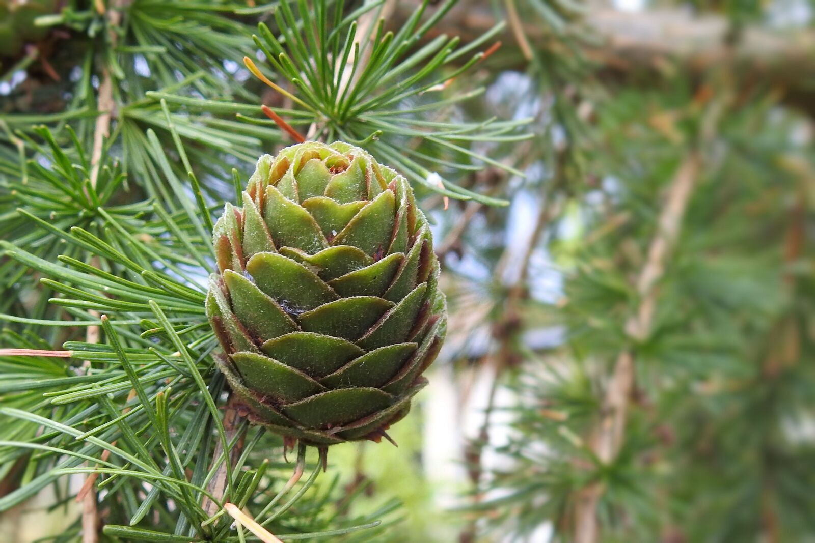Nikon Coolpix P900 sample photo. Larch cones, tap green photography