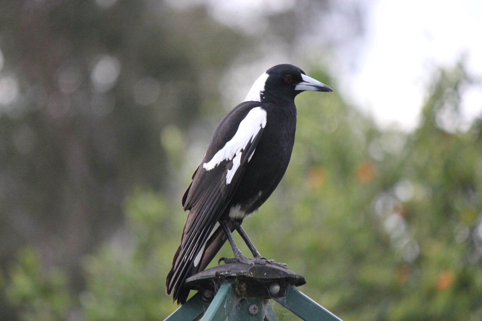 Canon EOS 60D + Canon EF-S 55-250mm F4-5.6 IS II sample photo. Australian magpie, bird, nature photography