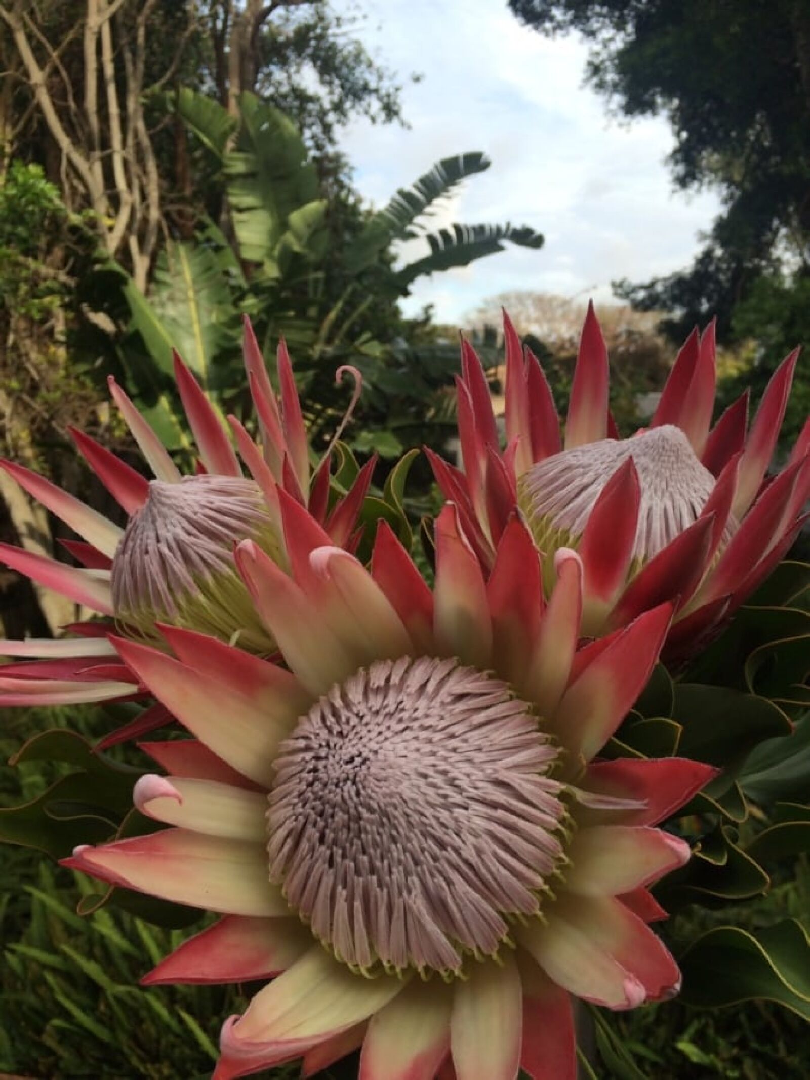 iPhone 5s back camera 4.15mm f/2.2 sample photo. Exotic, flower, flower bud photography