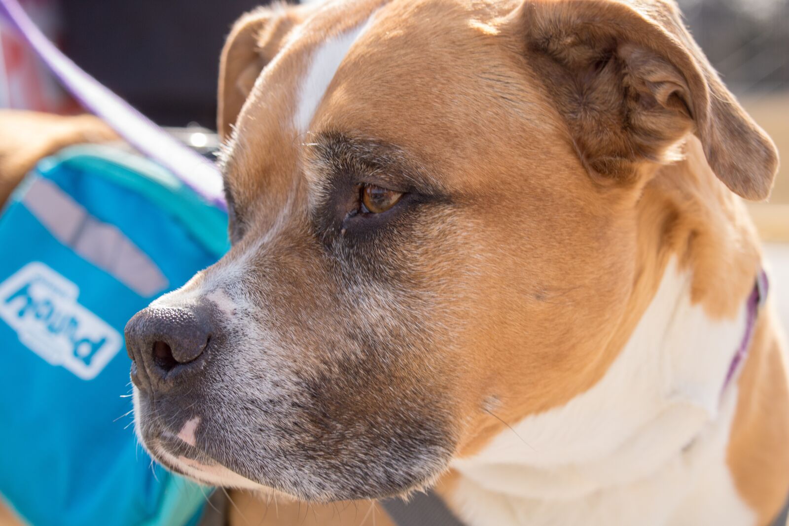 Canon EOS 750D (EOS Rebel T6i / EOS Kiss X8i) sample photo. Dog, leash, walk photography