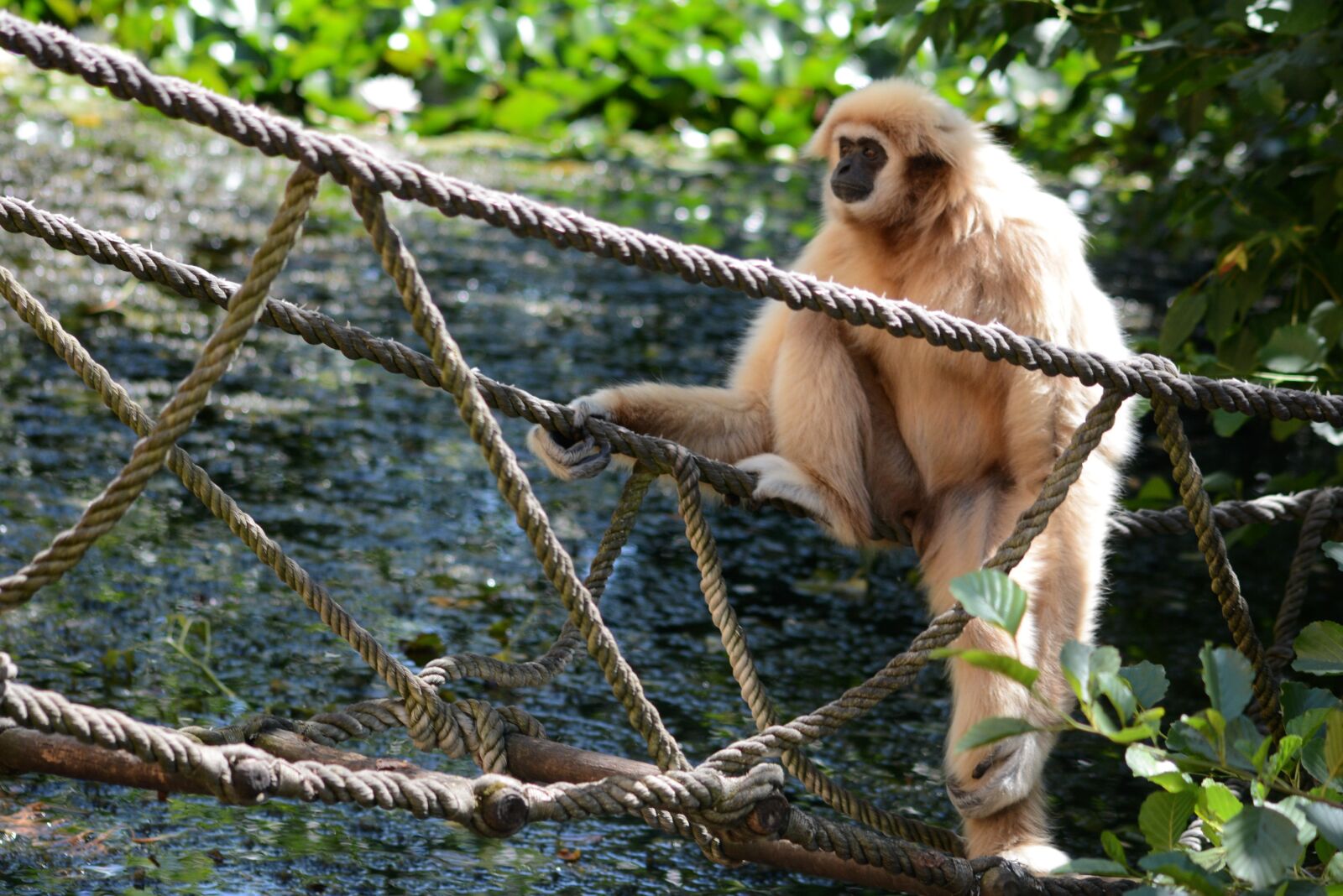 Nikon D7100 sample photo. Monkey, zoo, rest photography