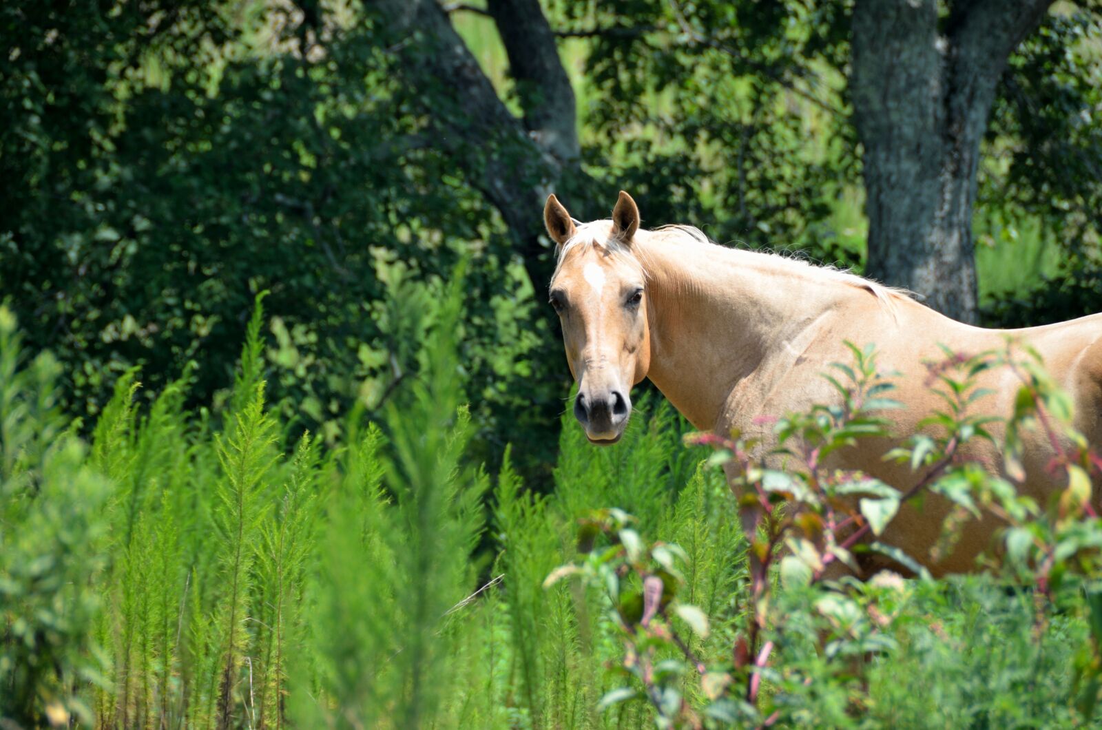 Nikon D7000 sample photo. Horse, beauty, ranch photography