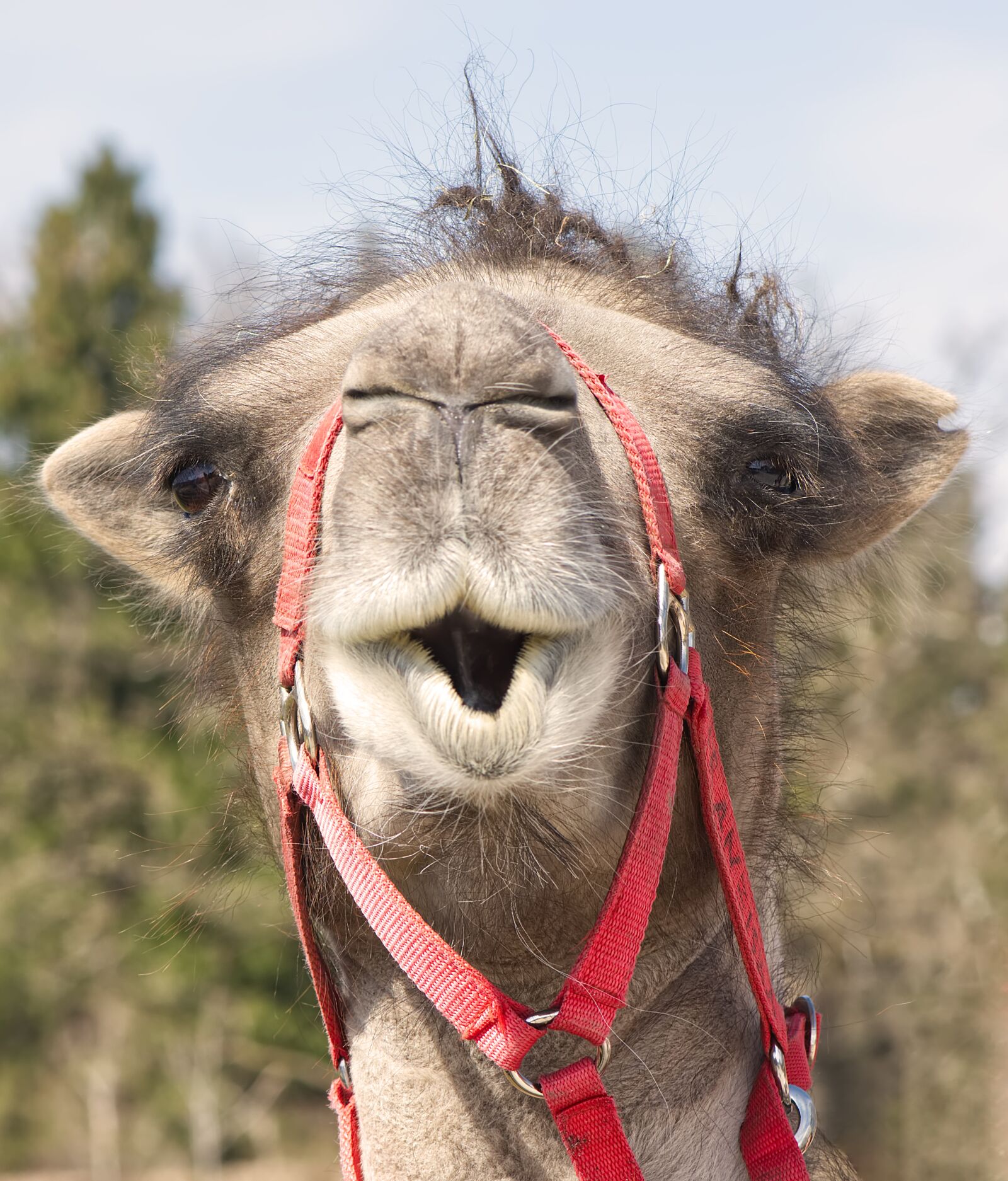 Nikon D7200 sample photo. Camel, animal photography, animal photography