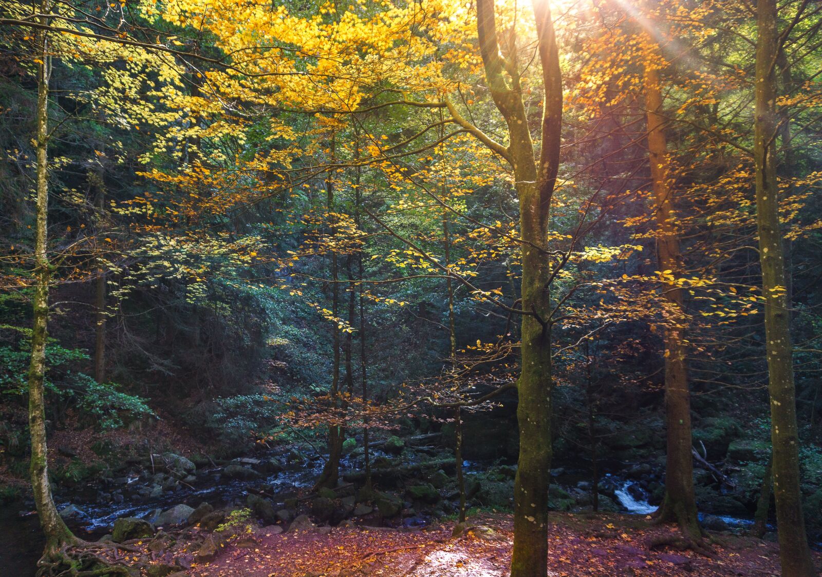 Sony E 16-50mm F3.5-5.6 PZ OSS sample photo. Forest, leaves, october photography