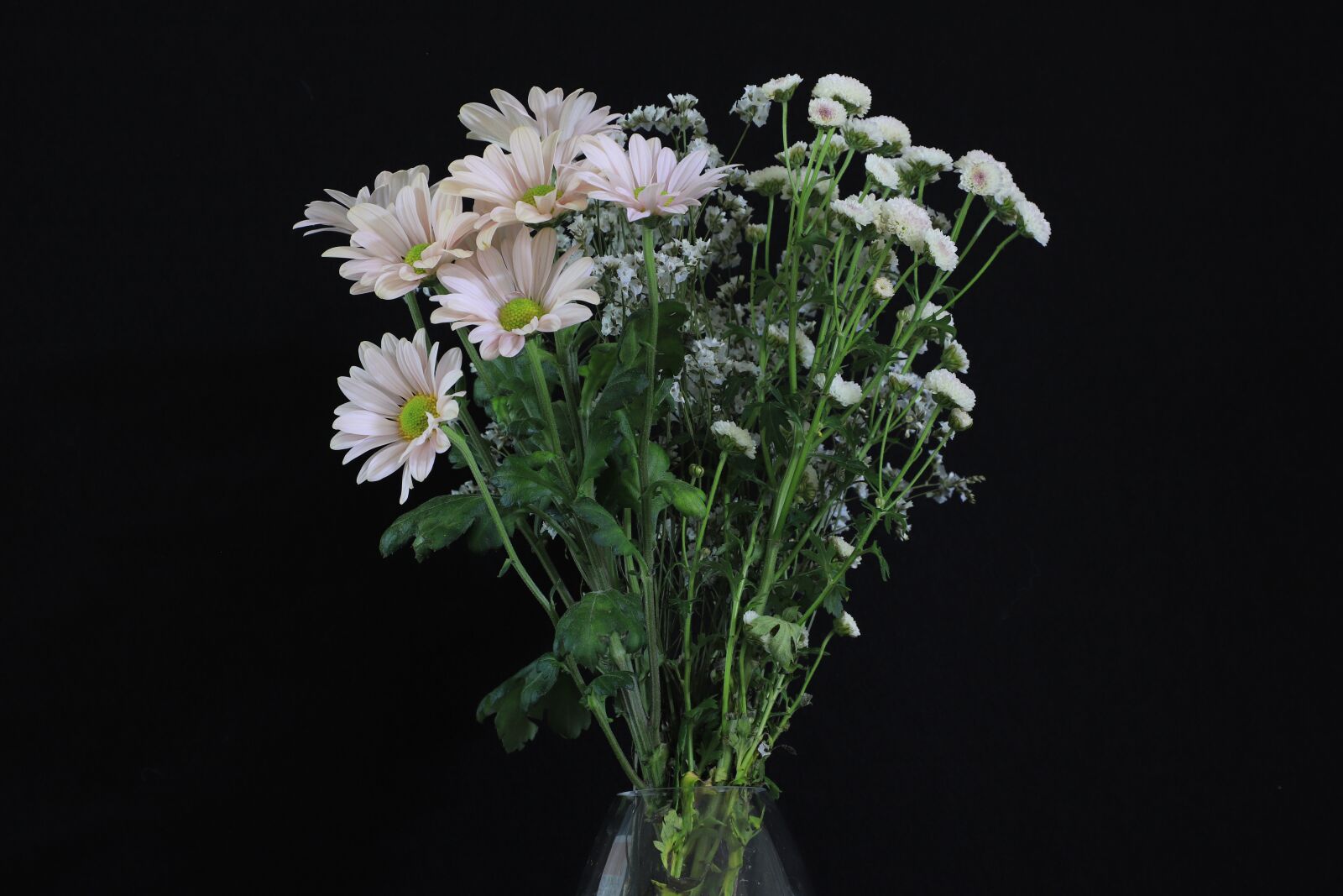 Canon EOS 6D Mark II sample photo. Life, flowers, nature photography