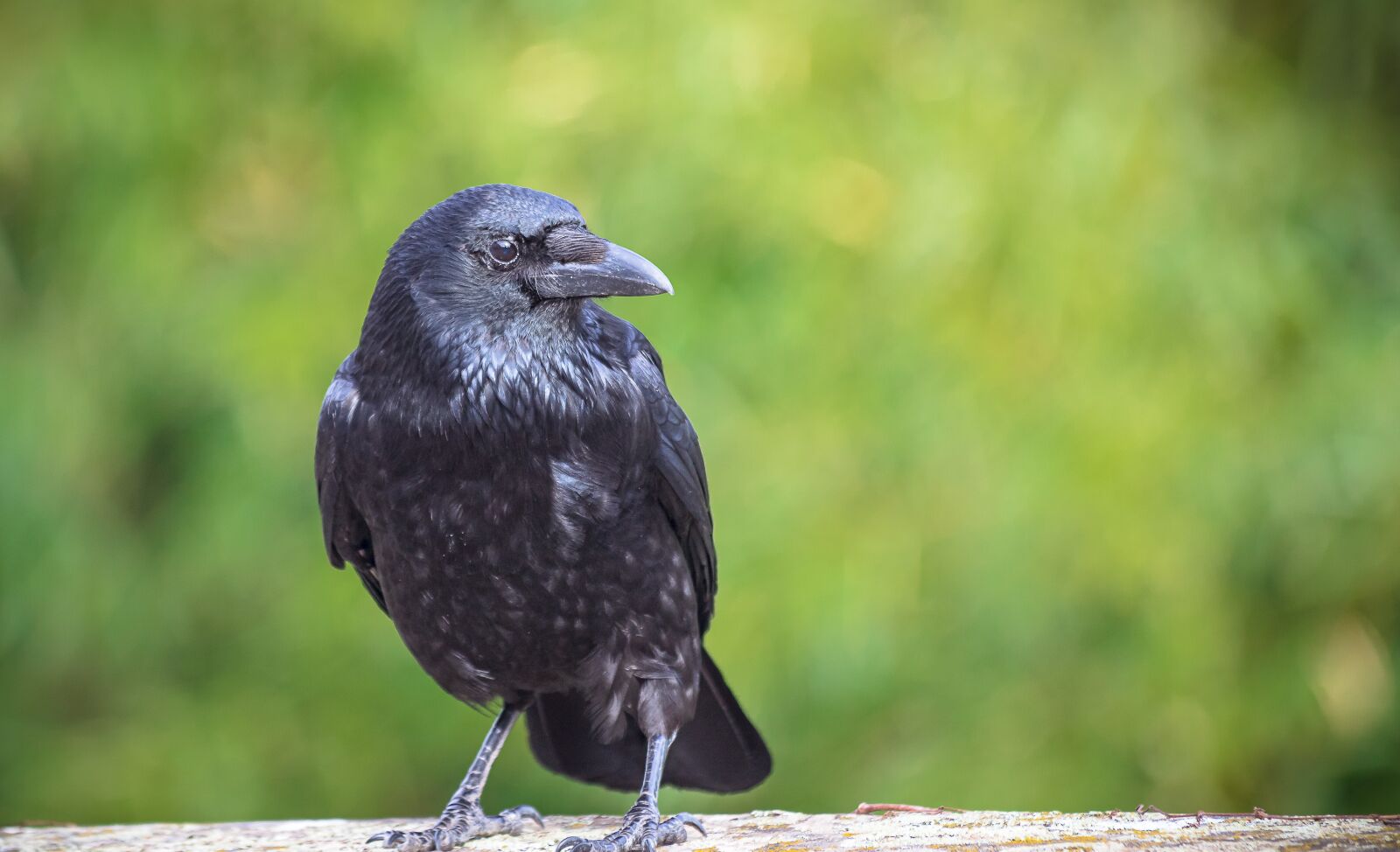 Canon EF 70-300mm F4-5.6 IS USM sample photo. Raven, crow, jackdaw photography