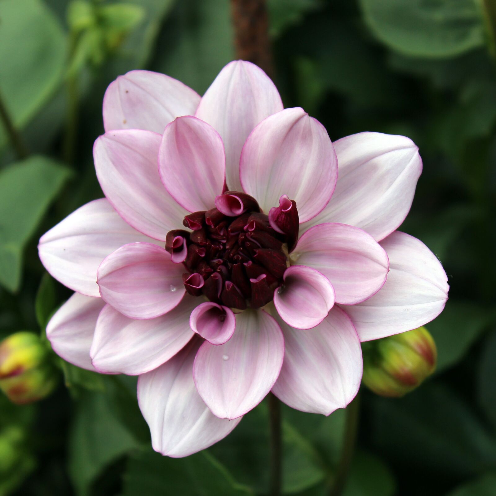 Canon EOS 600D (Rebel EOS T3i / EOS Kiss X5) sample photo. Flower, natural, plant photography