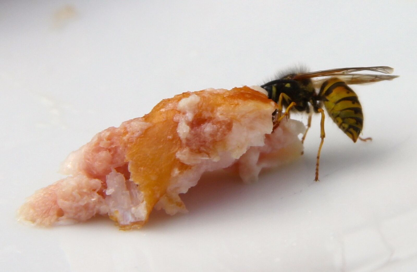 Canon EOS 550D (EOS Rebel T2i / EOS Kiss X4) sample photo. Wasp, insect, animal photography