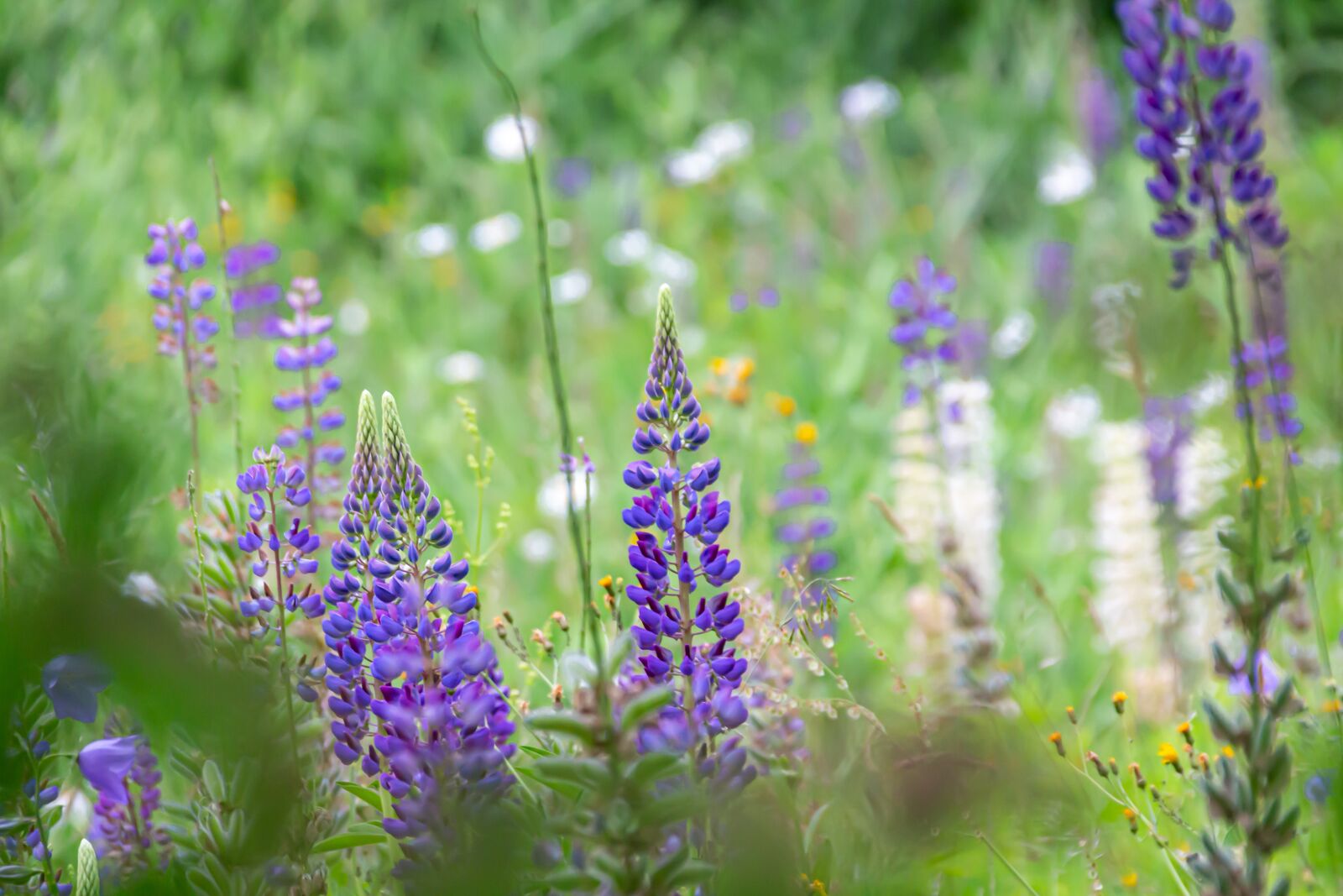 Canon EOS 650D (EOS Rebel T4i / EOS Kiss X6i) sample photo. Lupins, field, blue photography