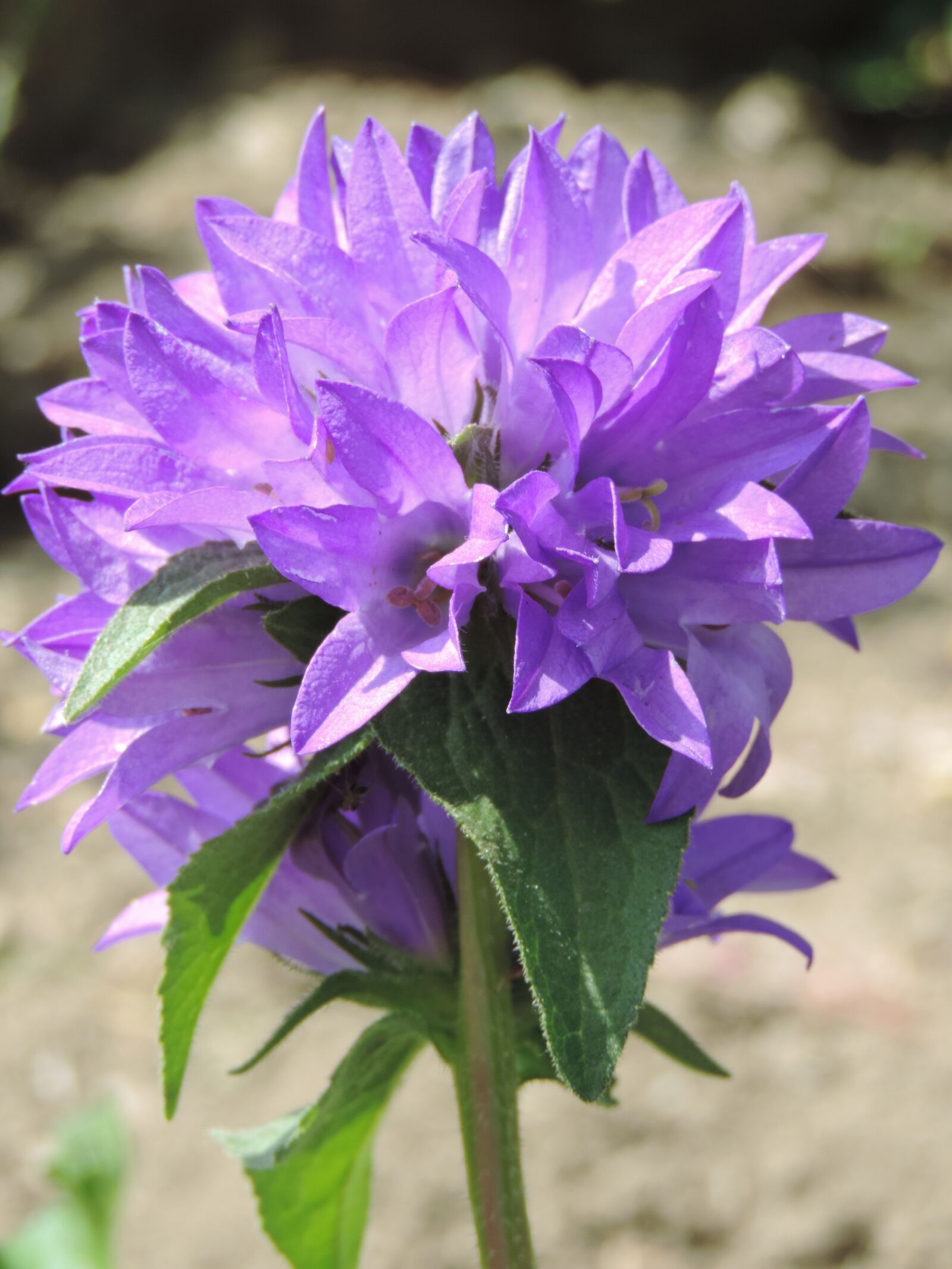 Nikon Coolpix P520 sample photo. Flower, nature, flora photography