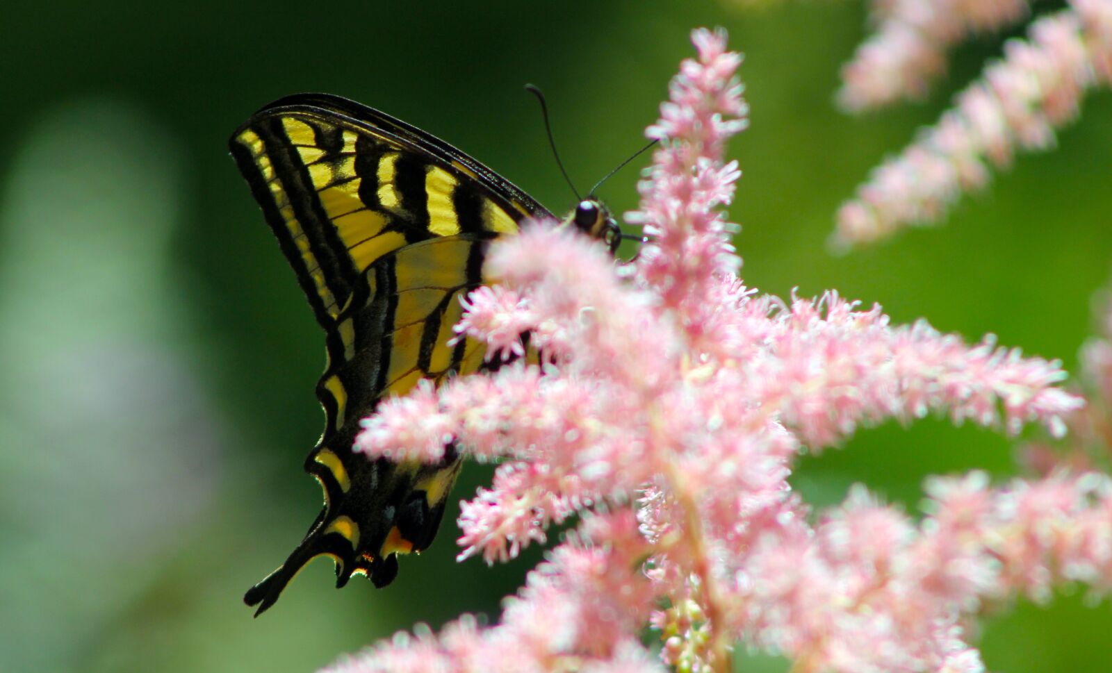 Canon EF 75-300mm f/4-5.6 sample photo. Butterfly, garden, pink photography