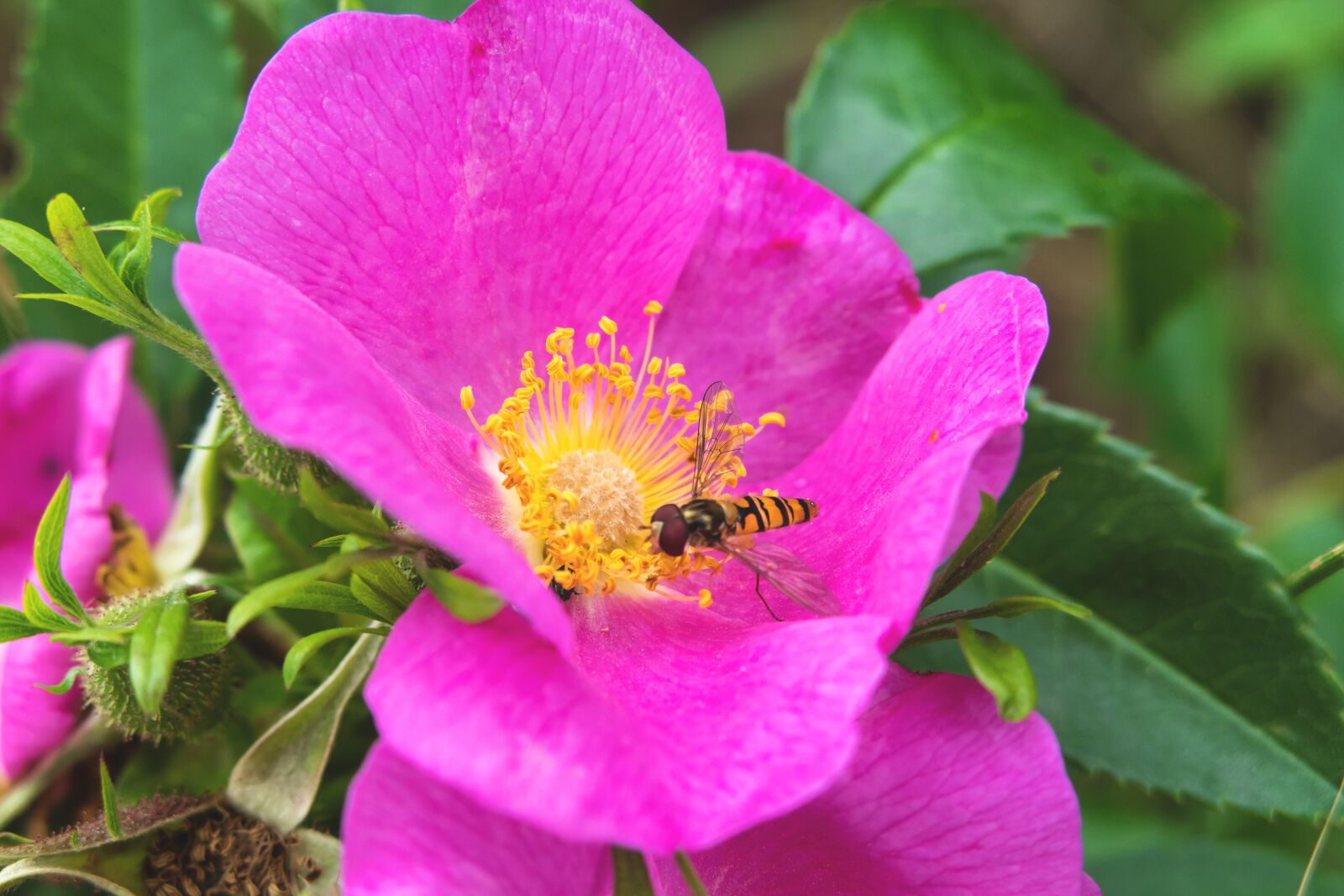Canon PowerShot G3 X sample photo. Wild rose, hoverfly, blossom photography