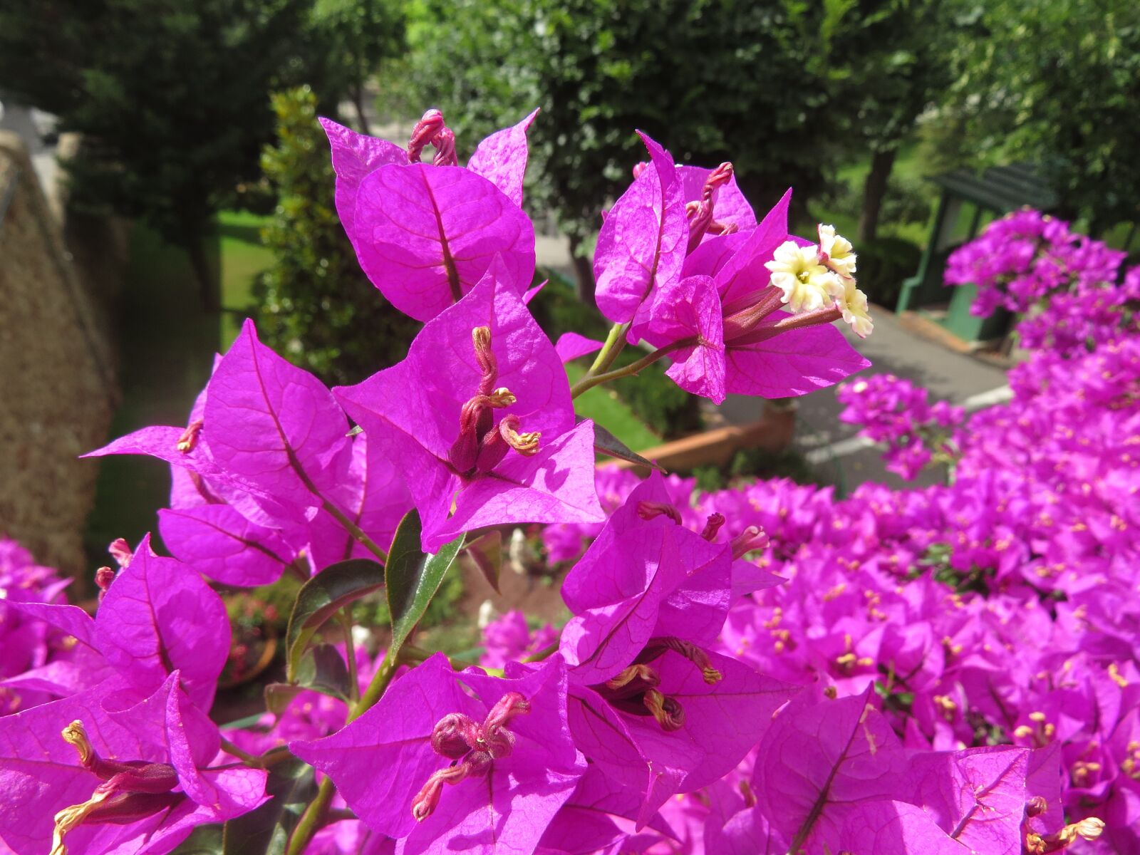 Canon PowerShot SX50 HS sample photo. Flower, nature, spring photography