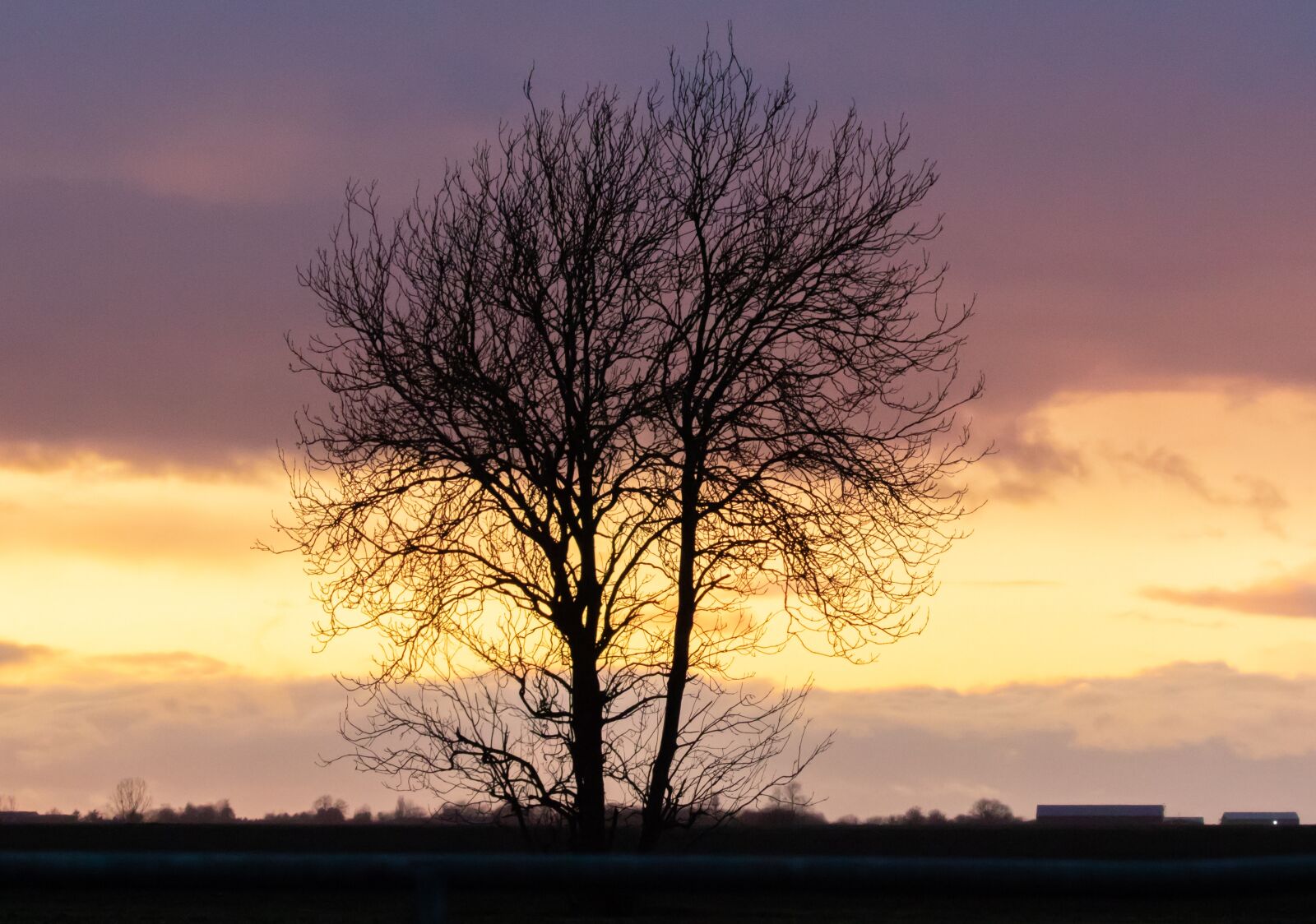Canon EOS 7D Mark II sample photo. Lone tree, single tree photography